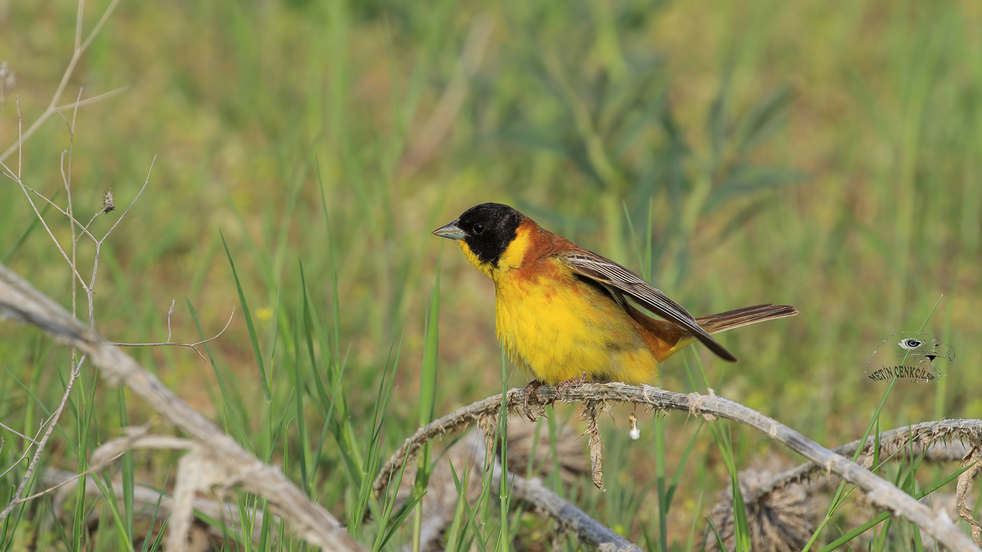 Karabaşlı kirazkuşu