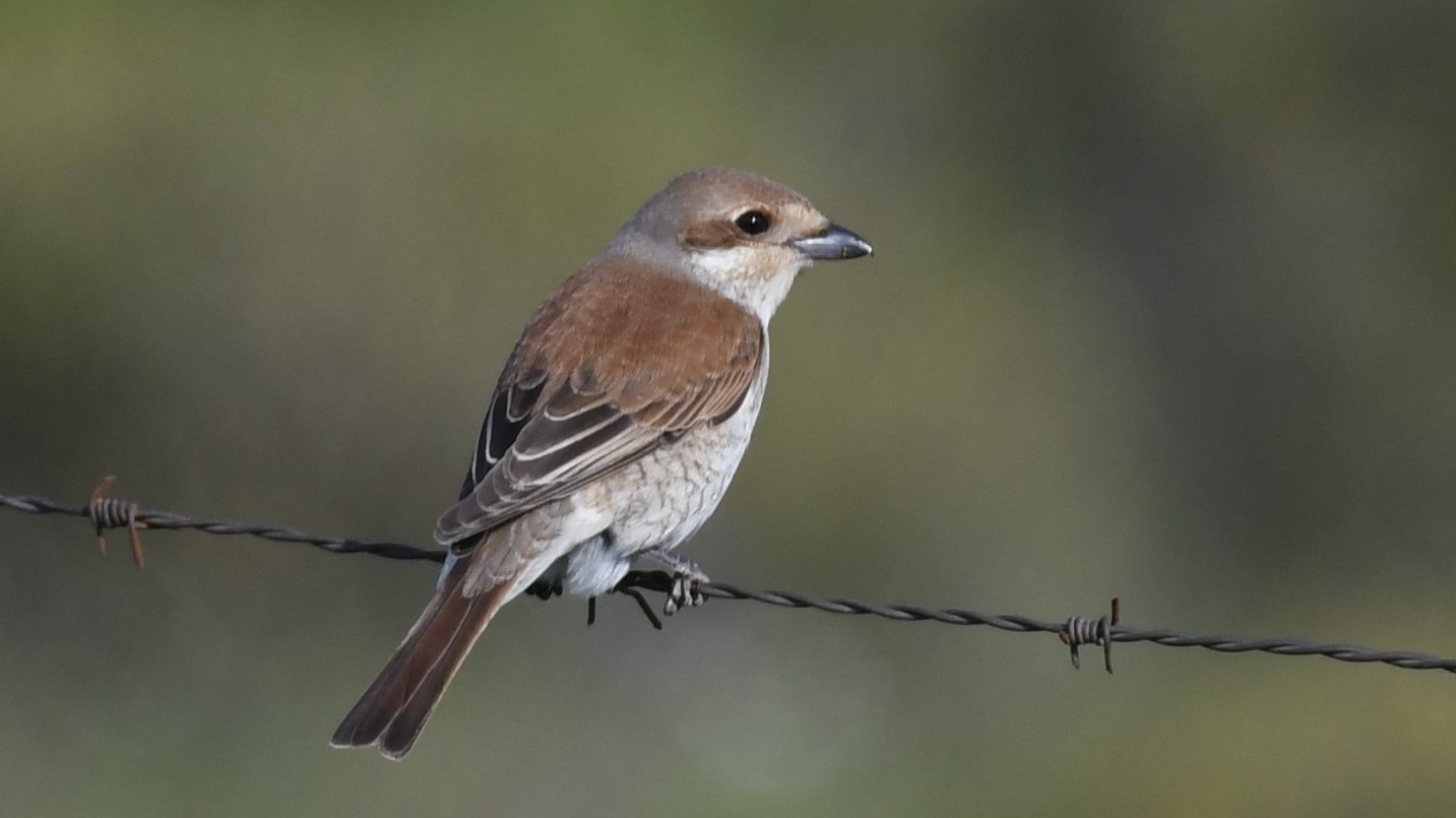 Kızılsırtlı örümcekkuşu