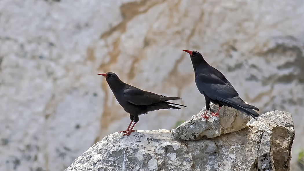 Kırmızıgagalı dağ kargası