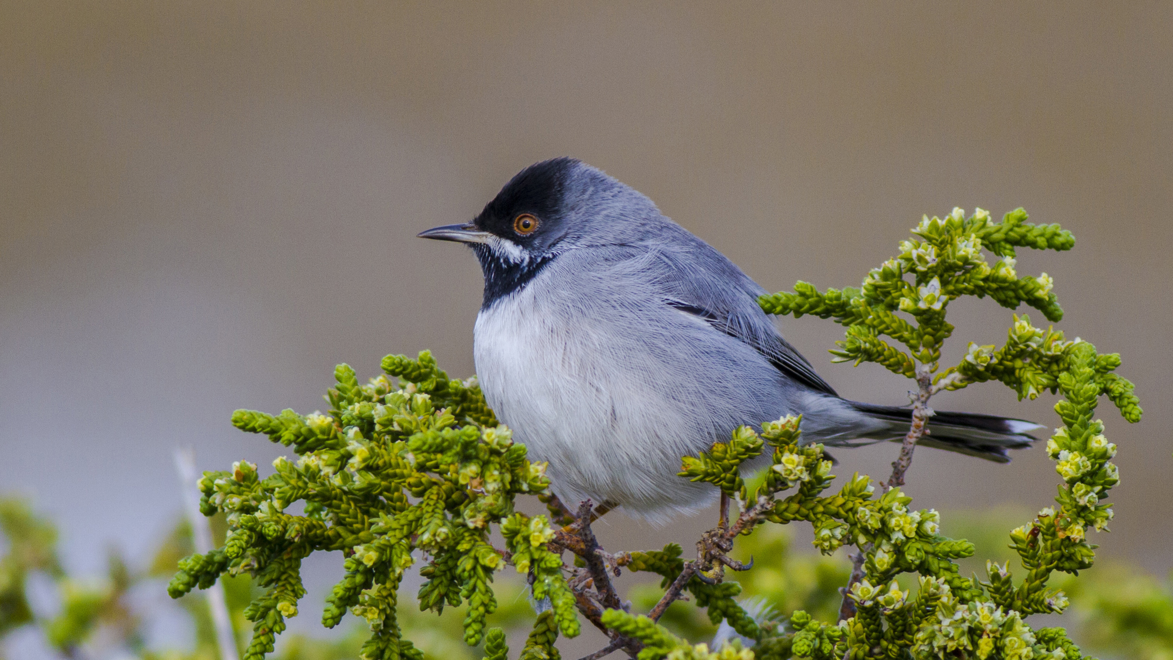 Karaboğazlı ötleğen