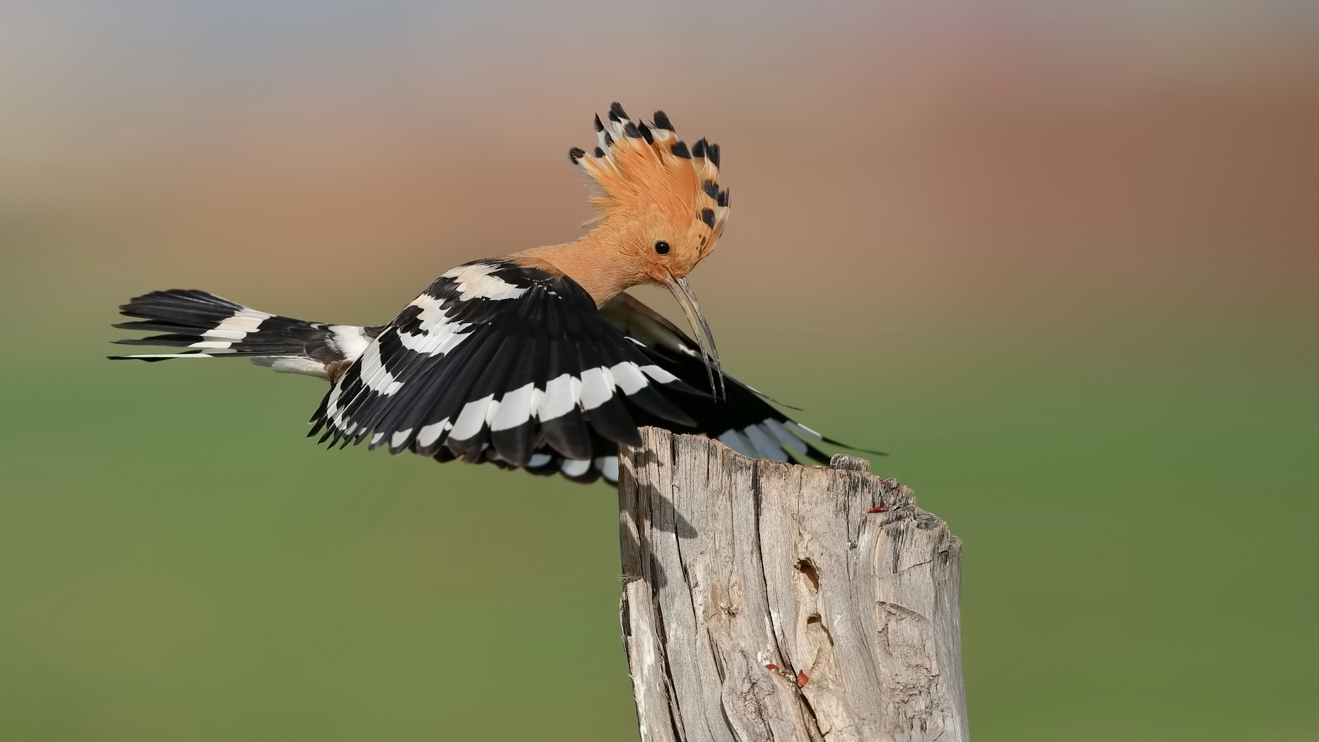 İbibik » Eurasian Hoopoe » Upupa epops