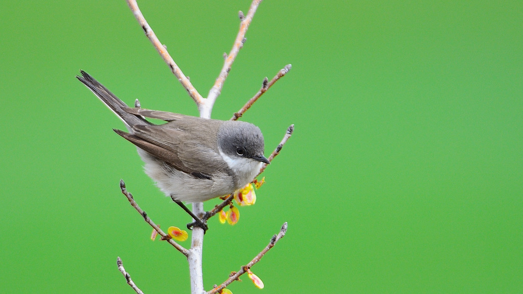 Küçük akgerdanlı ötleğen