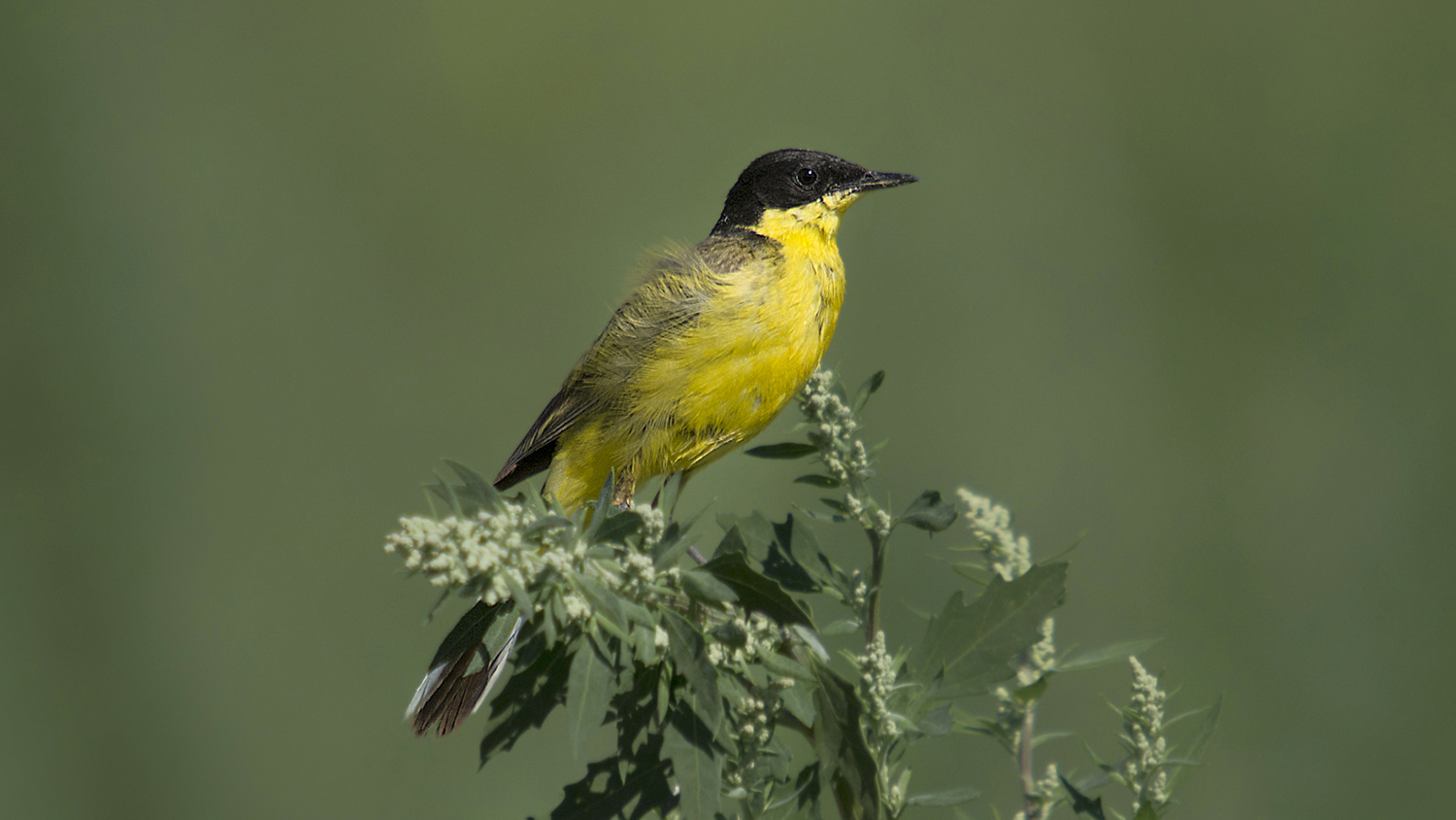 Sarı kuyruksallayan