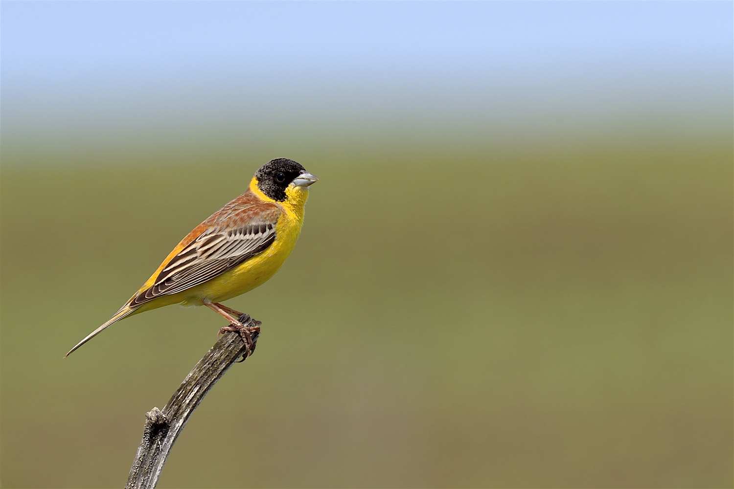 Karabaşlı kirazkuşu