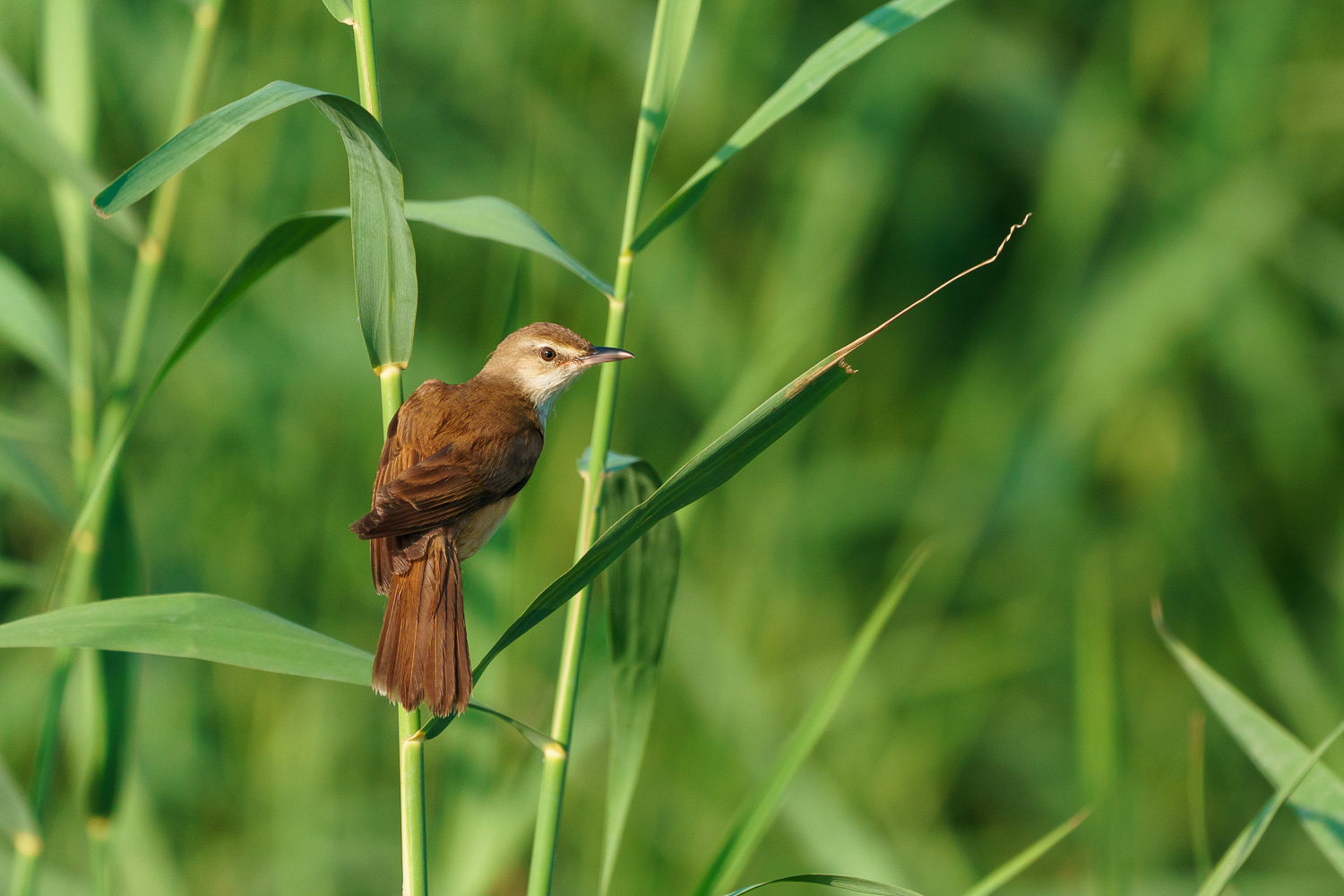 Büyük kamışçın