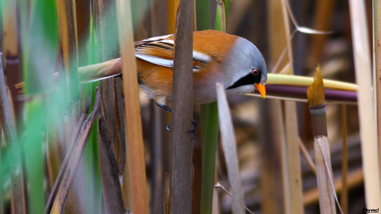 Bıyıklı baştankara