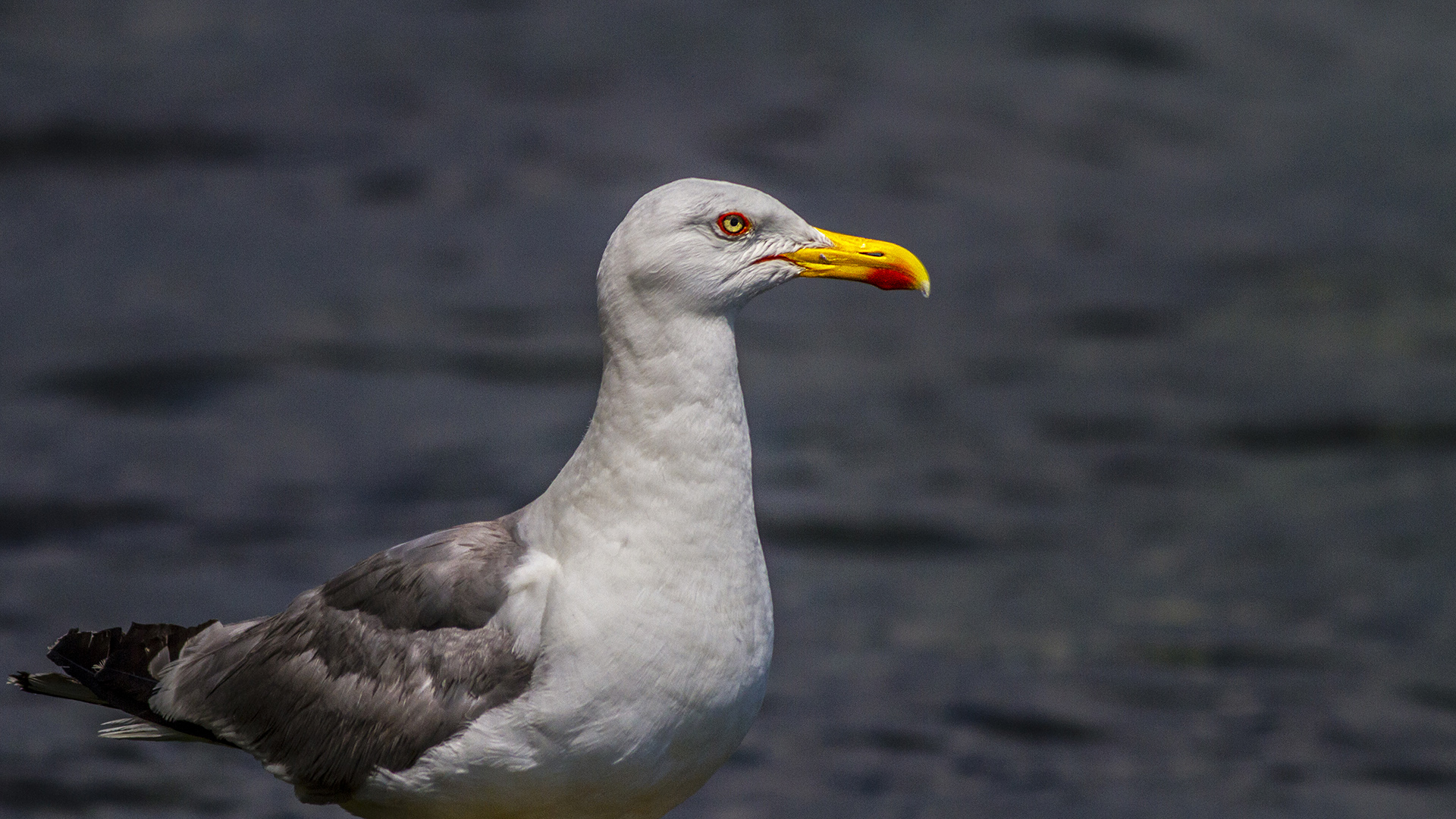 Gümüş martı » Yellow-legged Gull » Larus michahellis