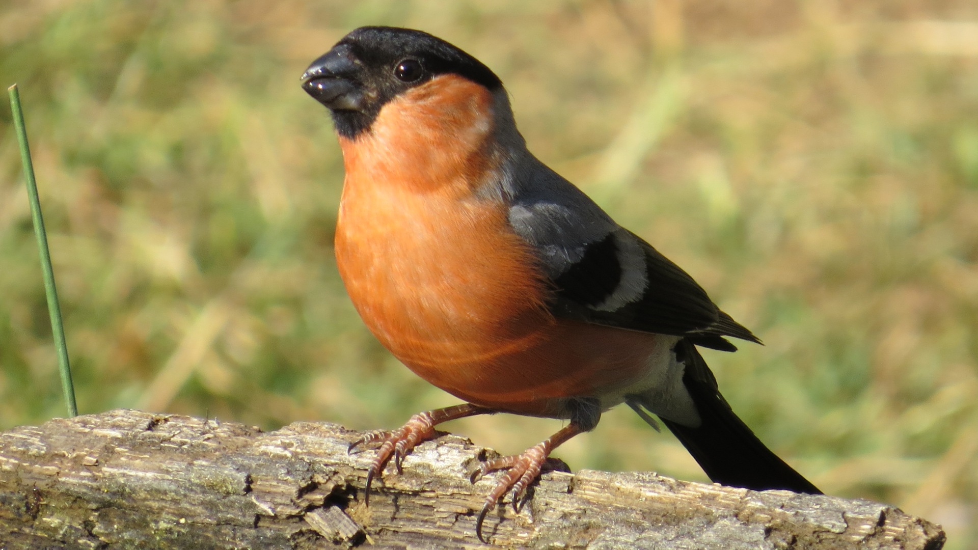 Şakrak » Eurasian Bullfinch » Pyrrhula pyrrhula