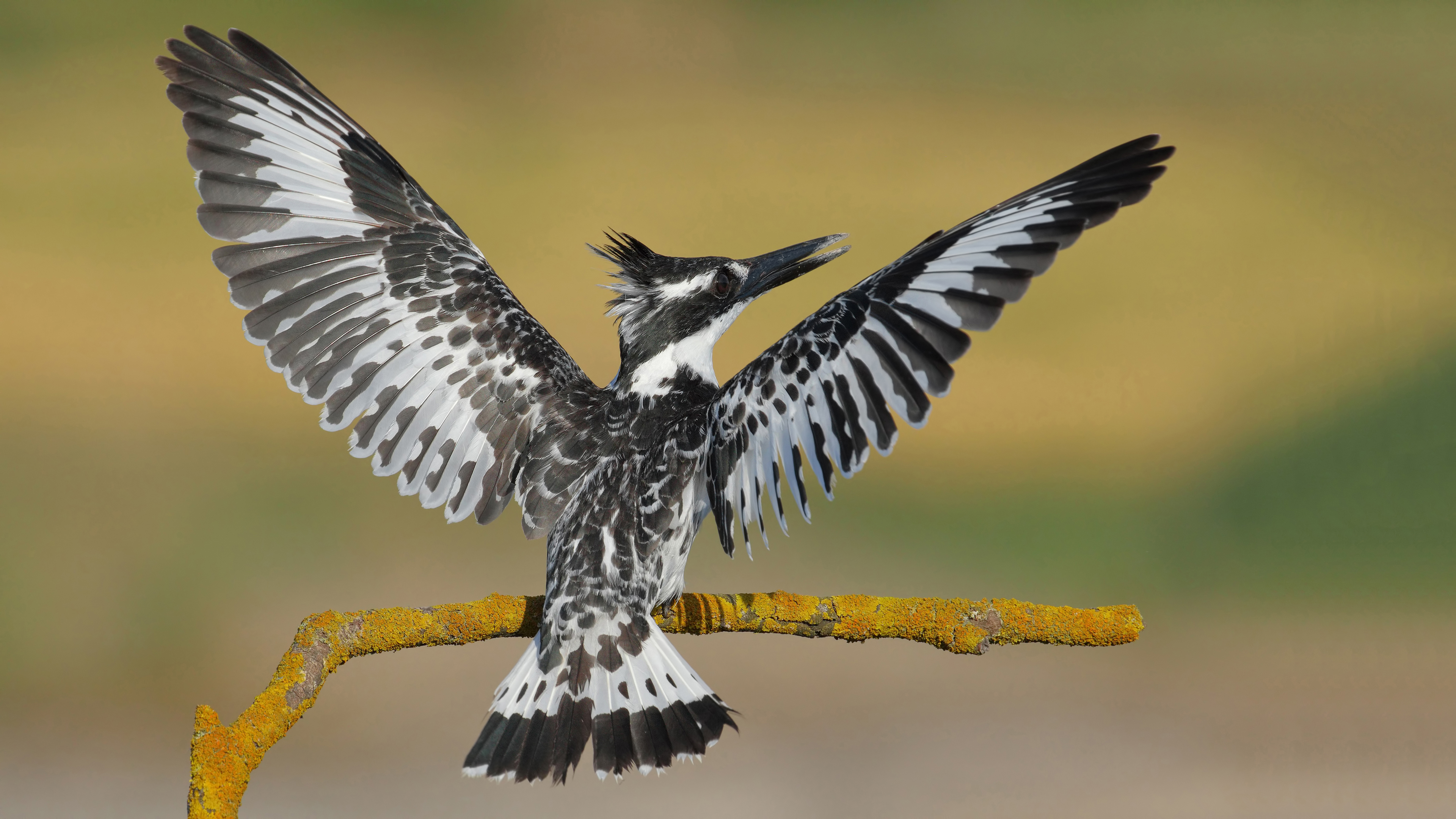 Alaca yalıçapkını