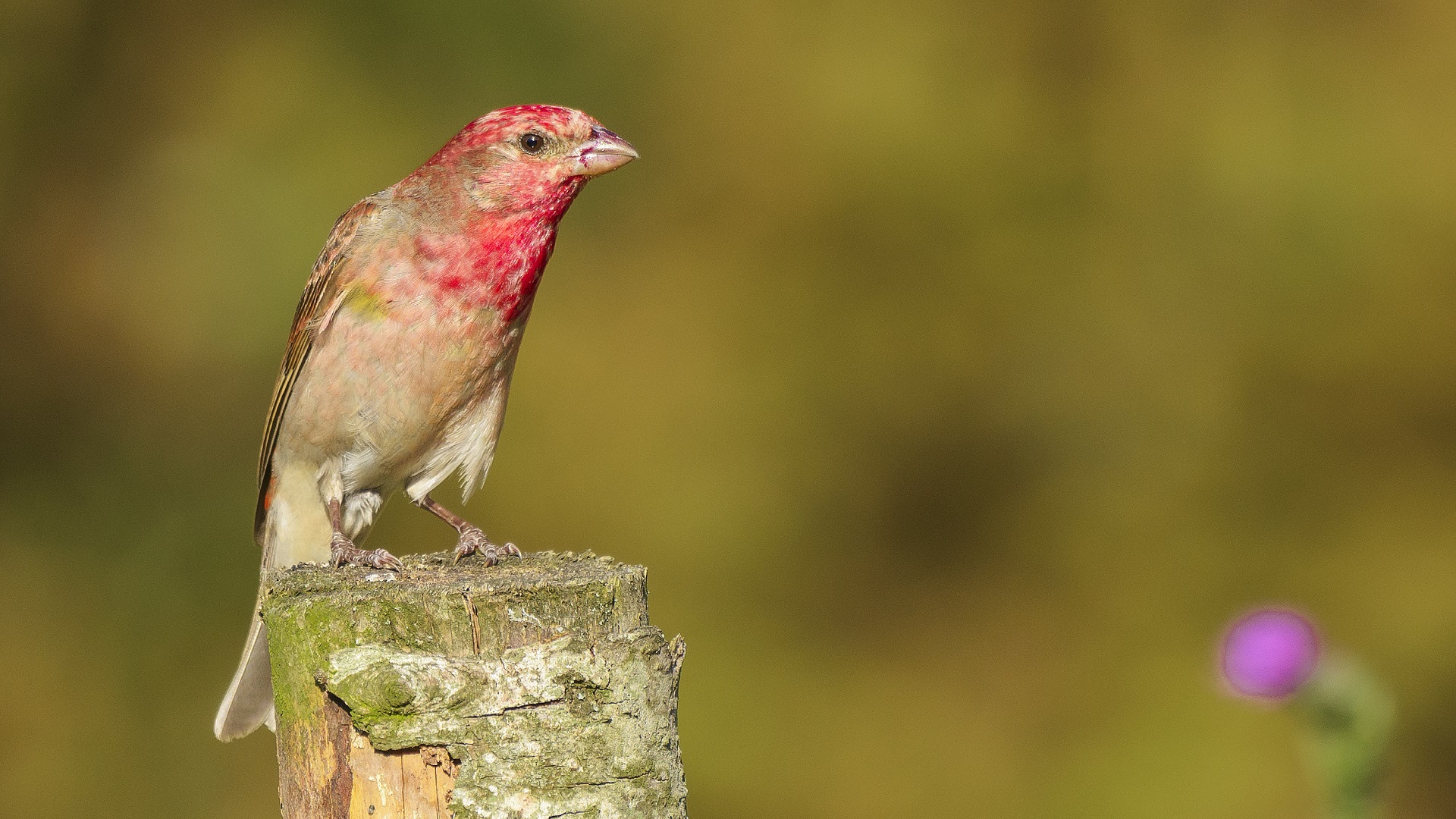 Çütre » Common Rosefinch » Carpodacus erythrinus