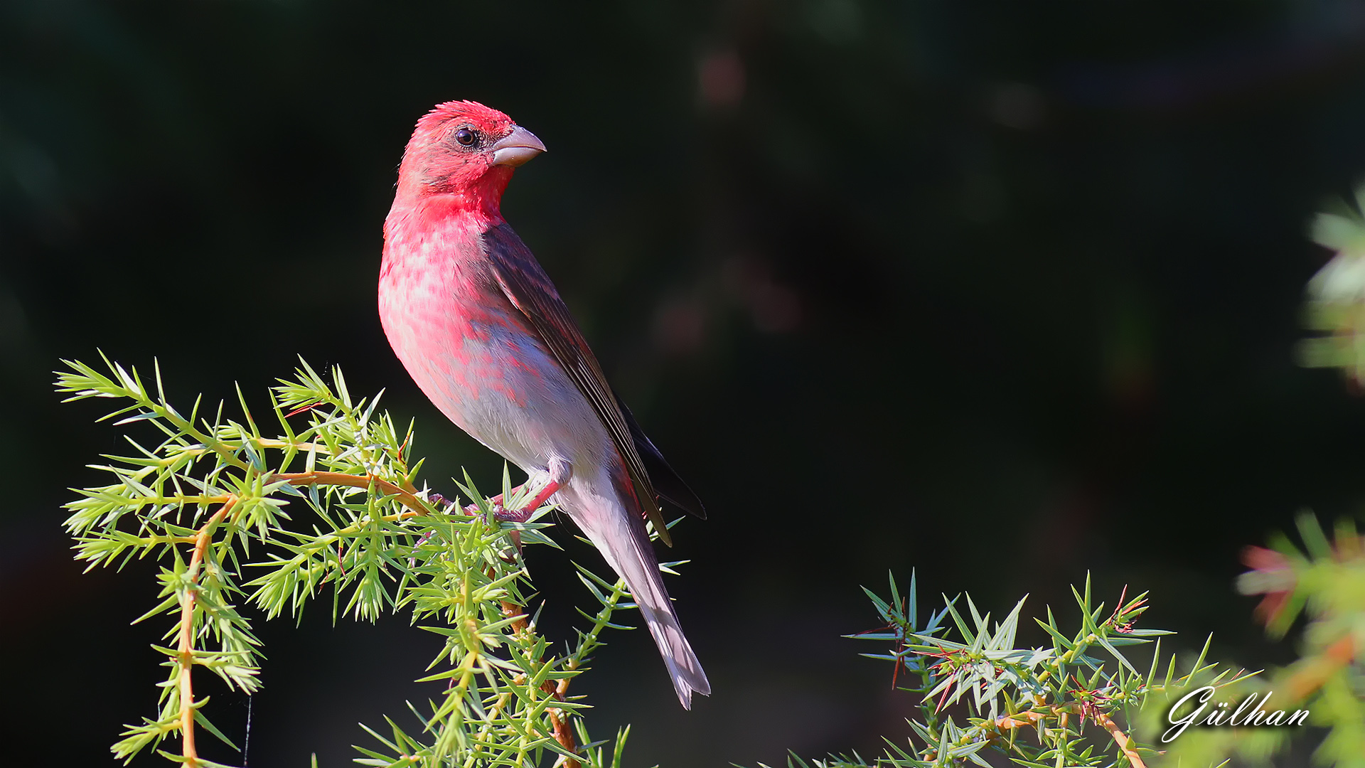 Çütre » Common Rosefinch » Carpodacus erythrinus