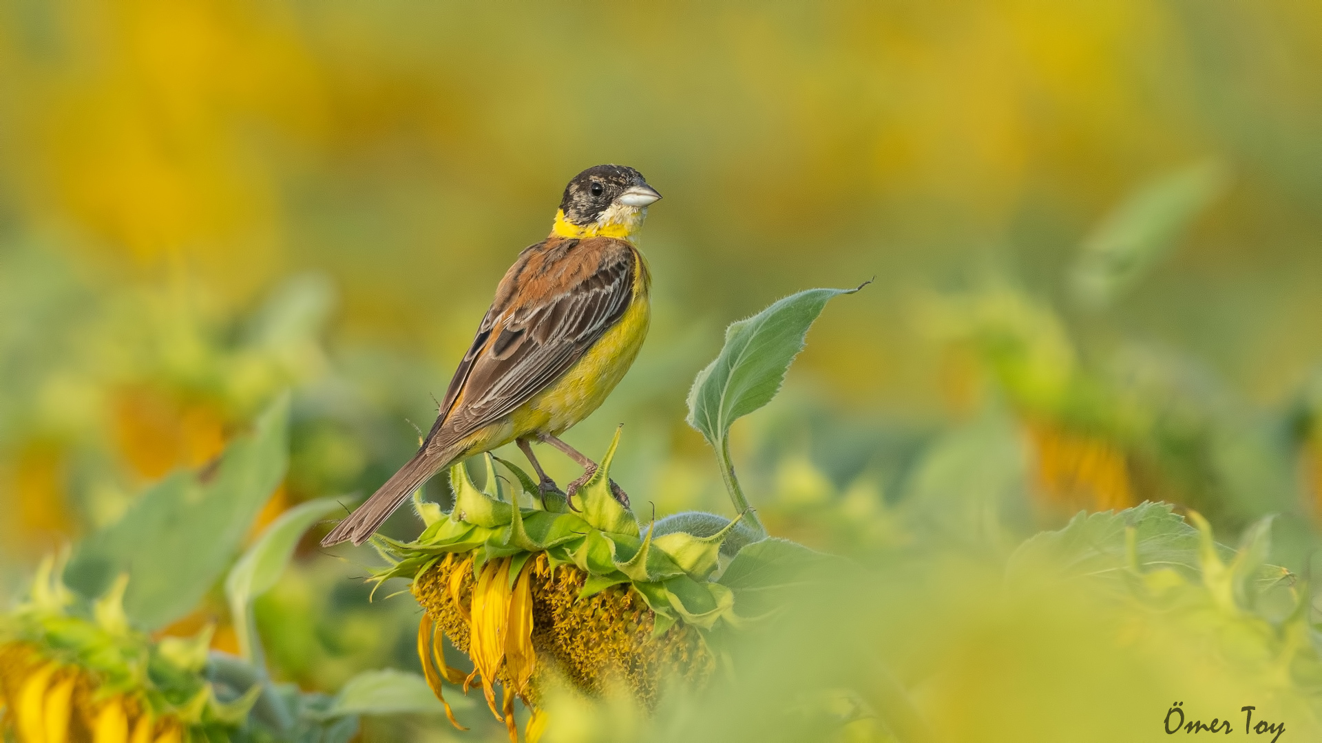 Karabaşlı kirazkuşu