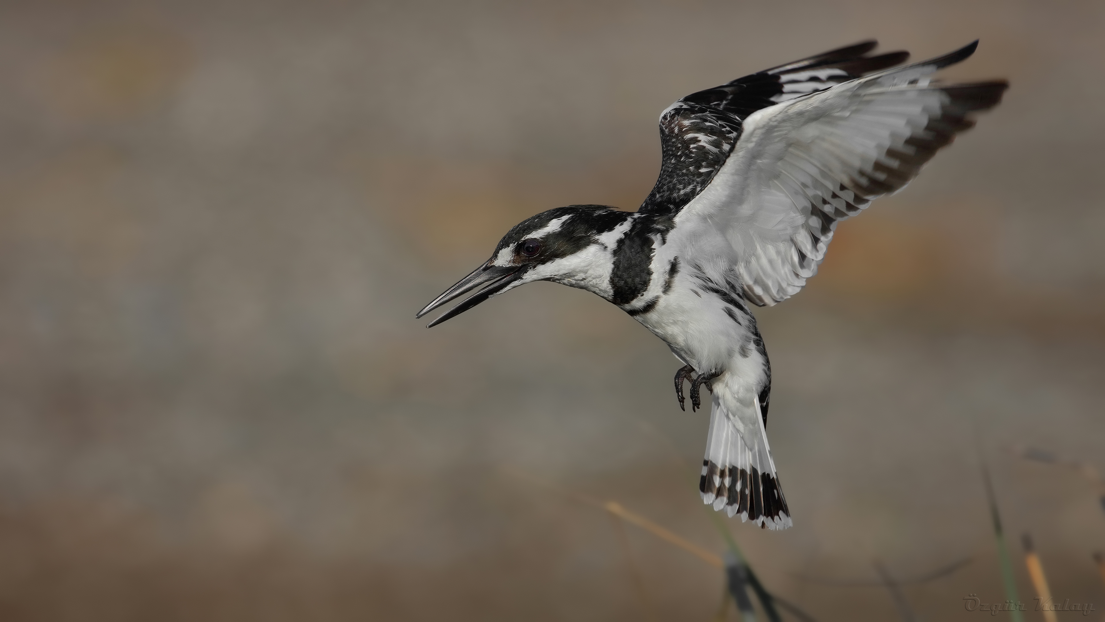 Alaca yalıçapkını