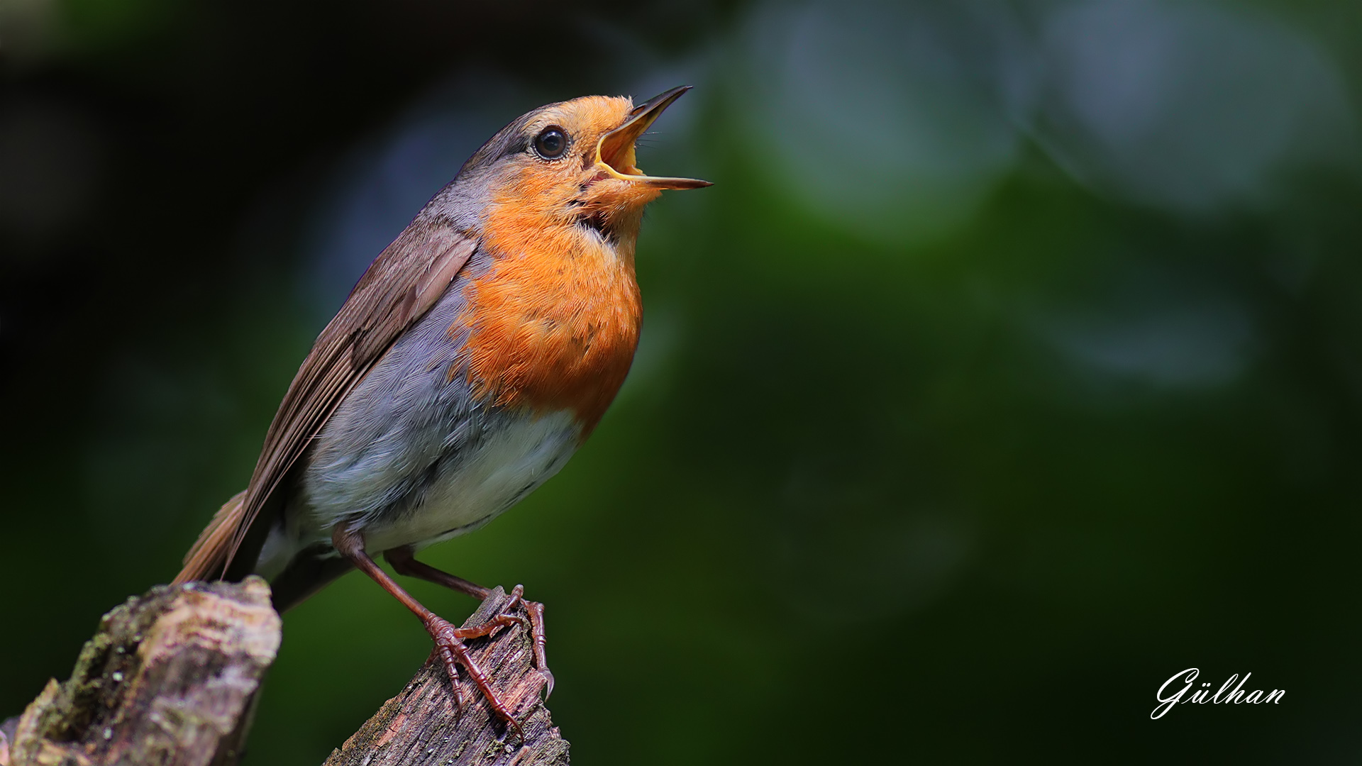 Kızılgerdan » European Robin » Erithacus rubecula