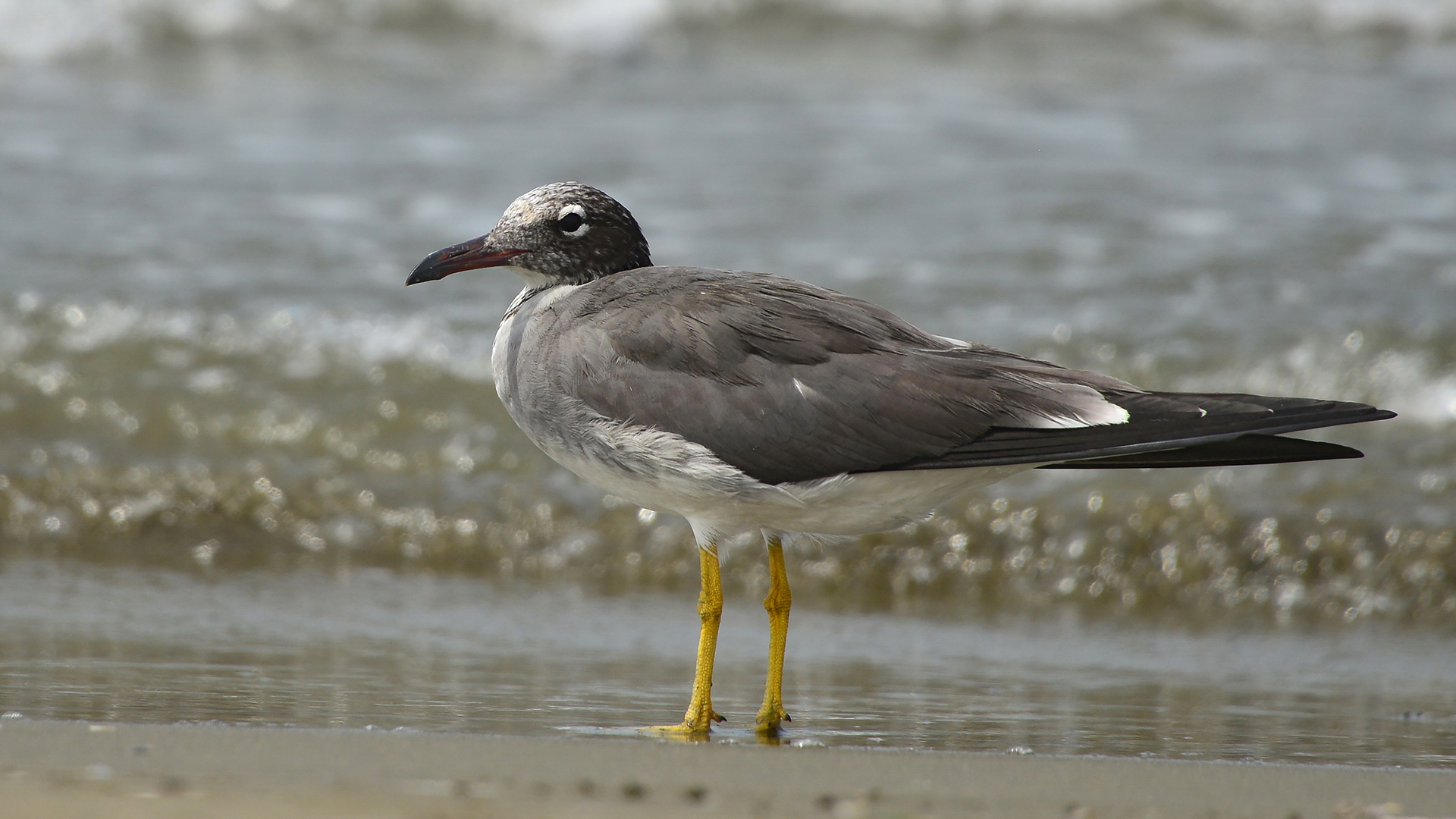 Kızıldeniz martısı