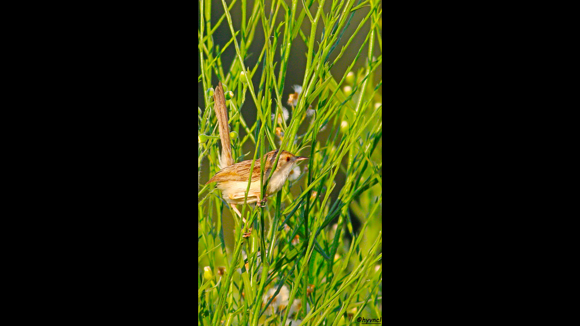 Dikkuyruklu ötleğen