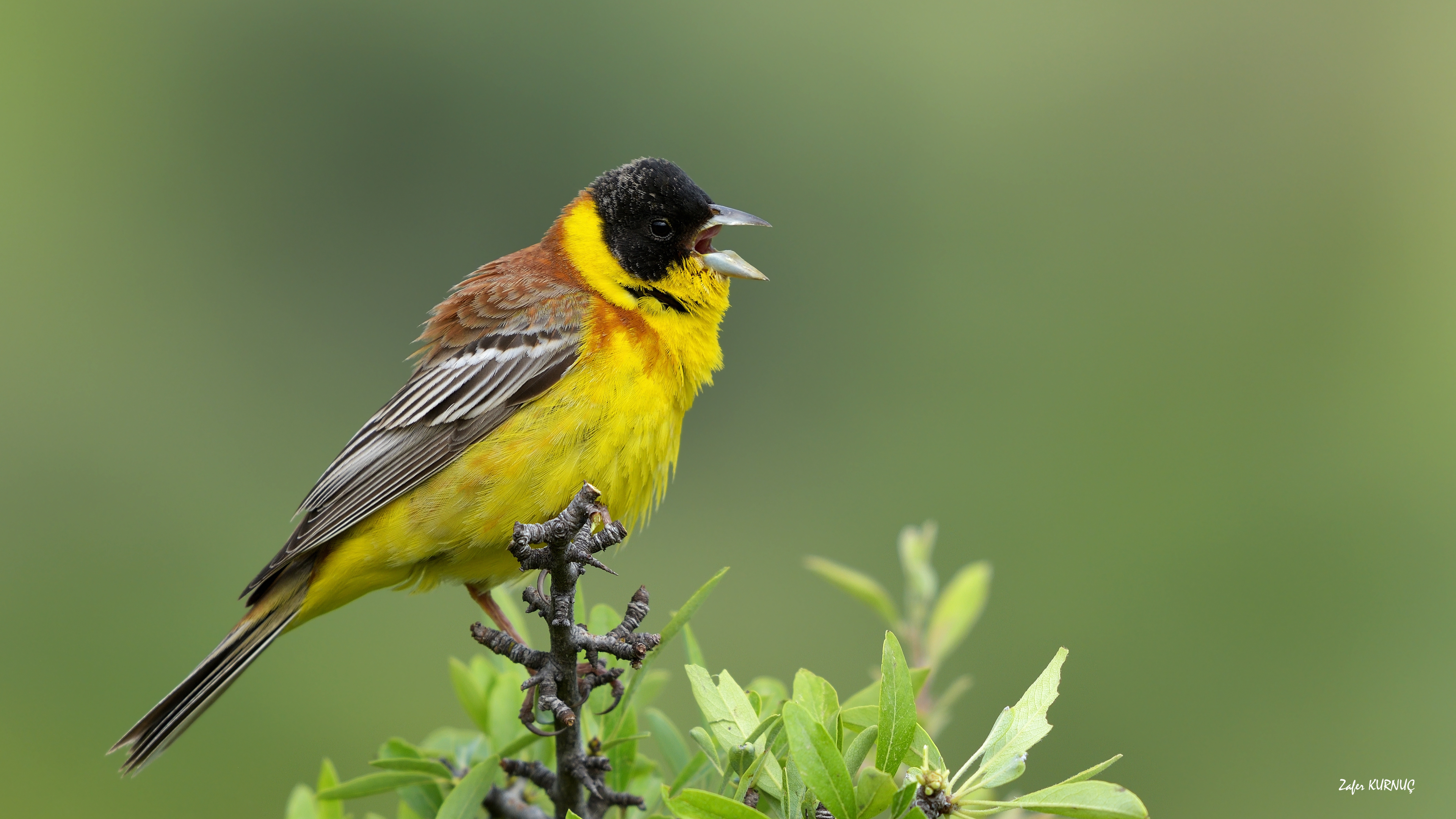 Karabaşlı kirazkuşu