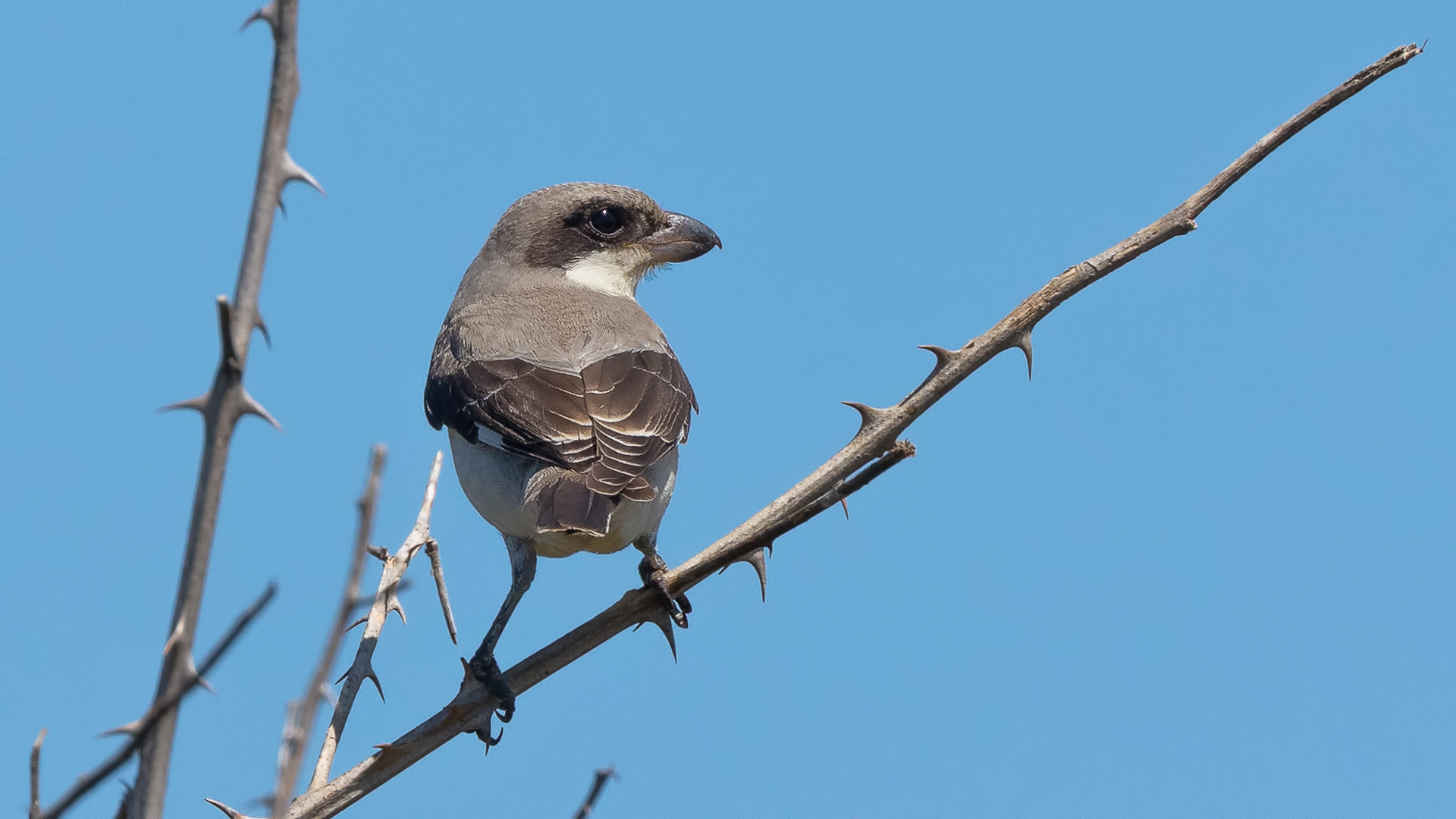Karaalınlı örümcekkuşu