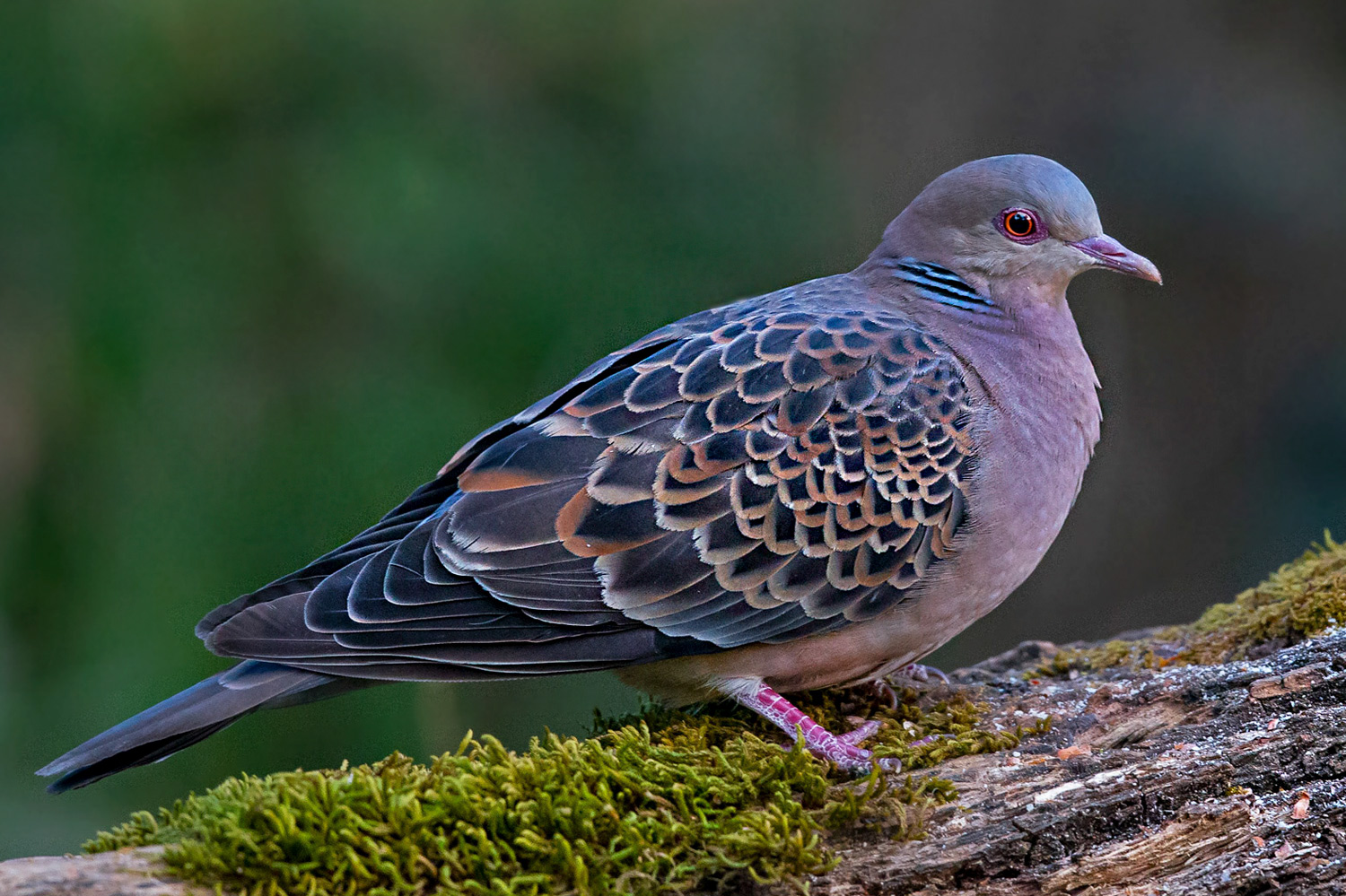Büyük üveyik eskisi