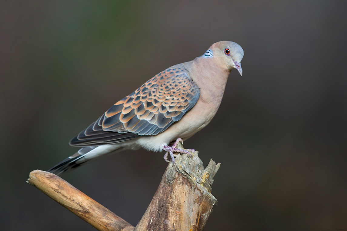 Büyük üveyik eskisi