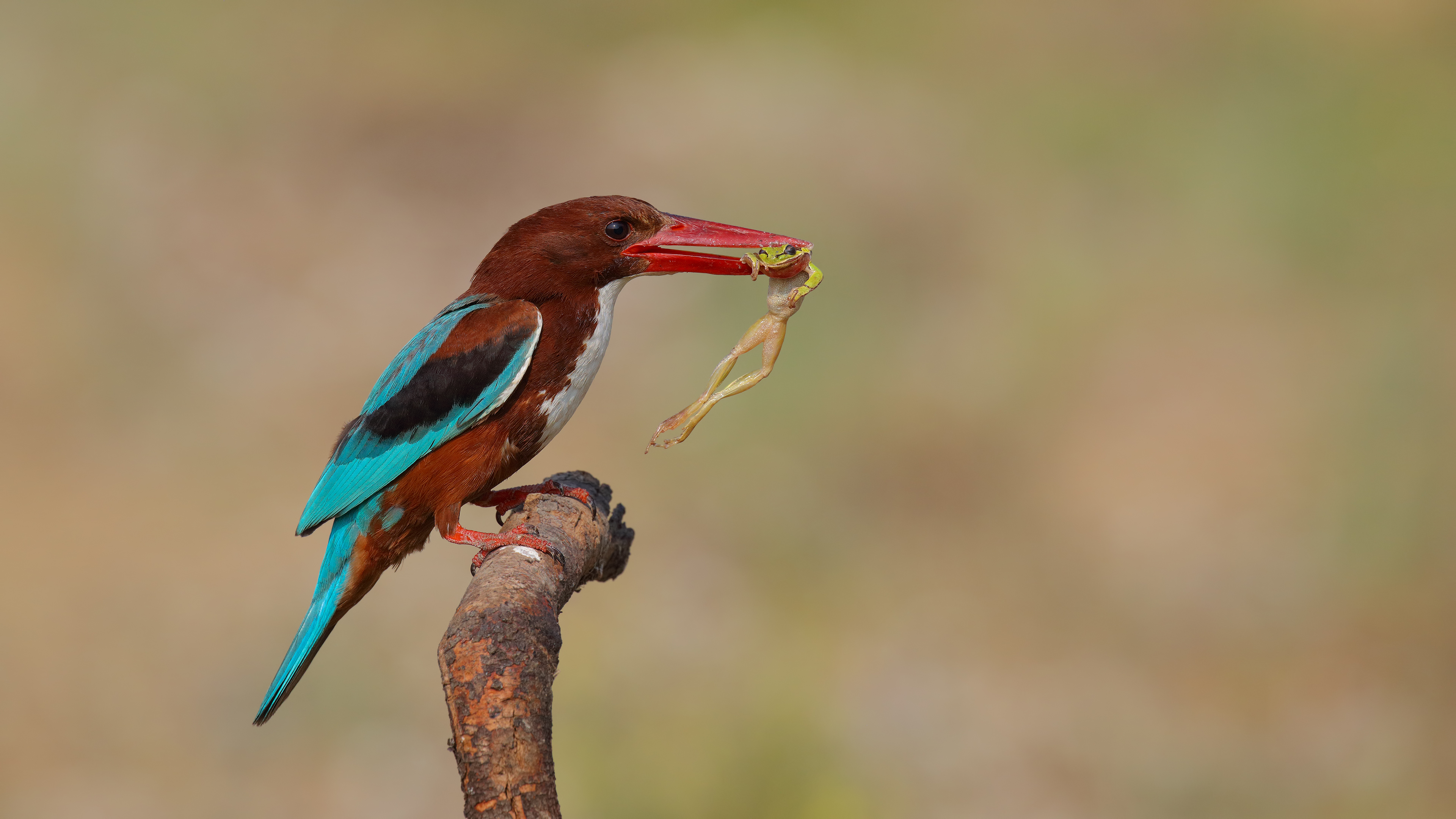 İzmir yalıçapkını