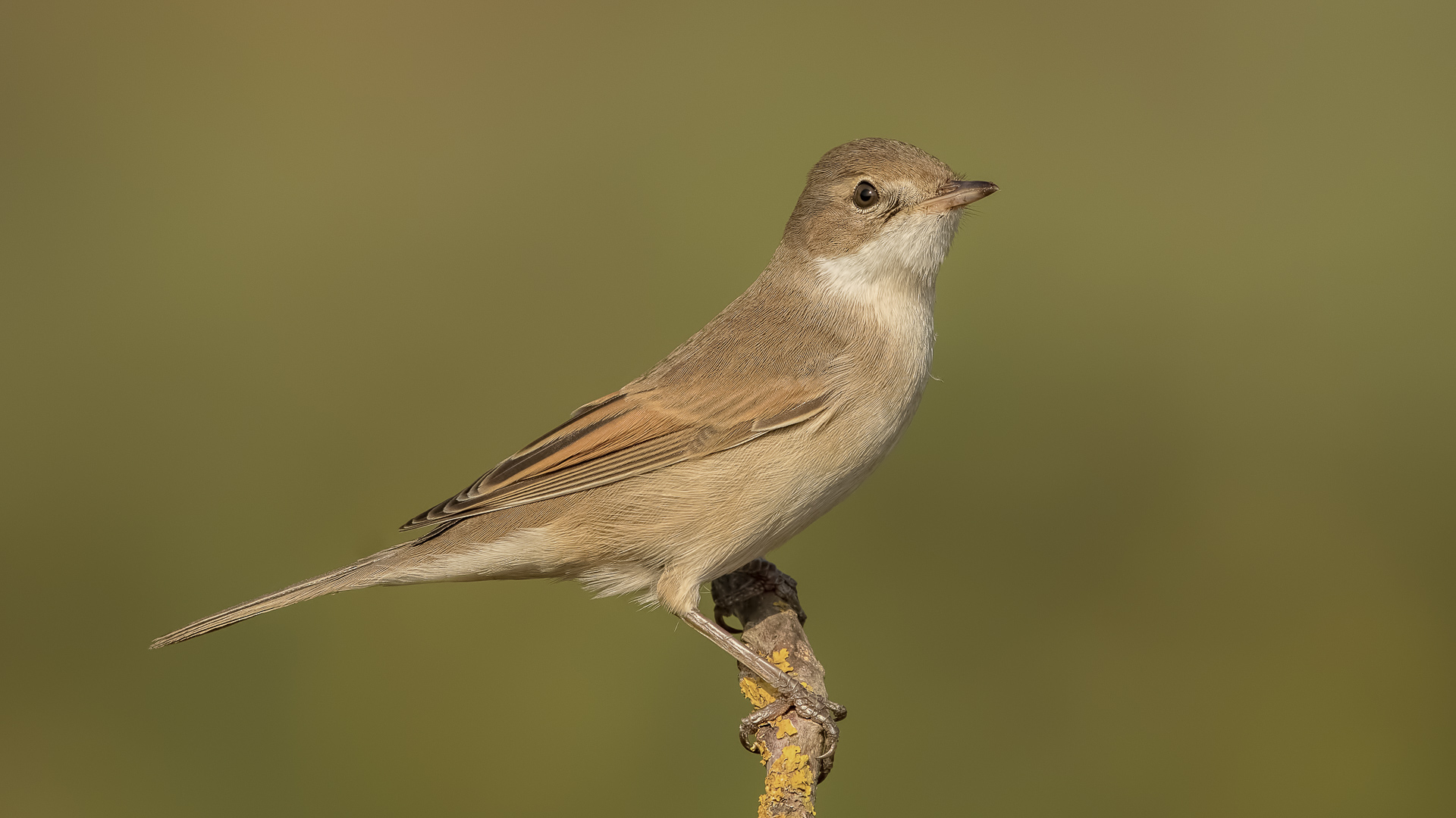 Akgerdanlı ötleğen