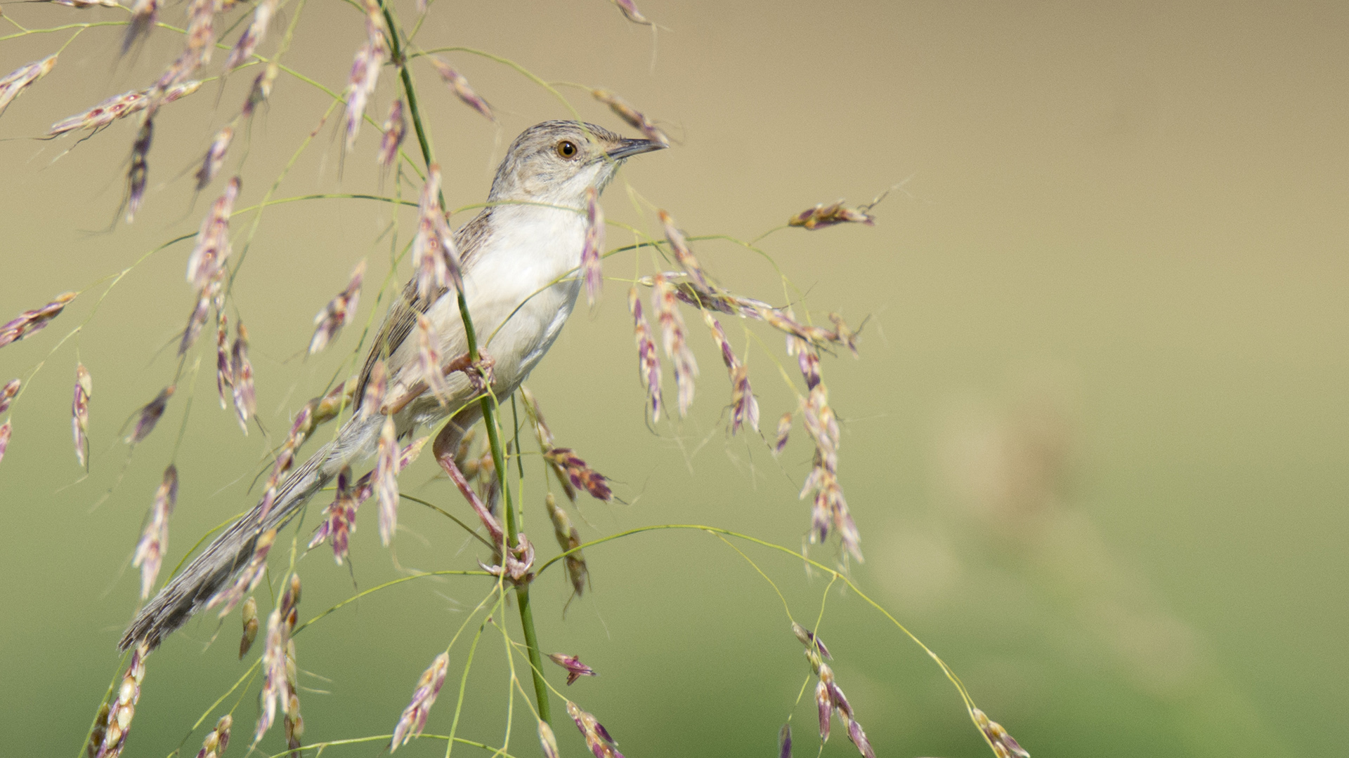 Dikkuyruklu ötleğen