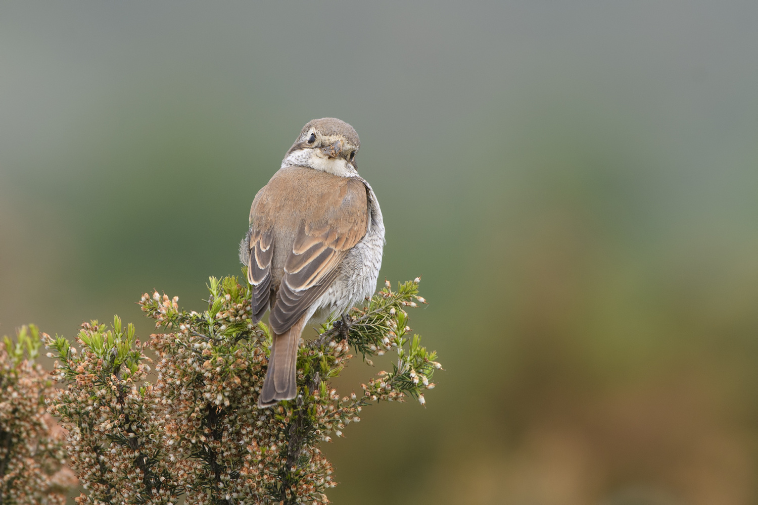 Kızılsırtlı örümcekkuşu