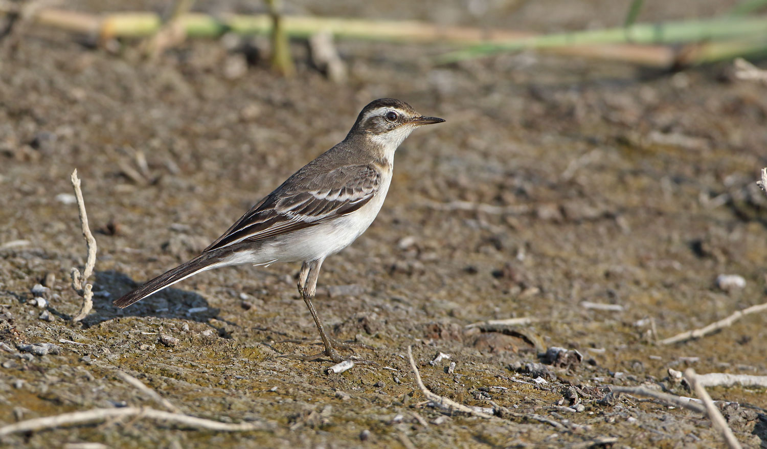 Sarıbaşlı kuyruksallayan