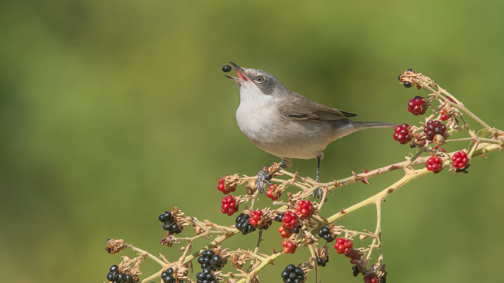 Küçük akgerdanlı ötleğen
