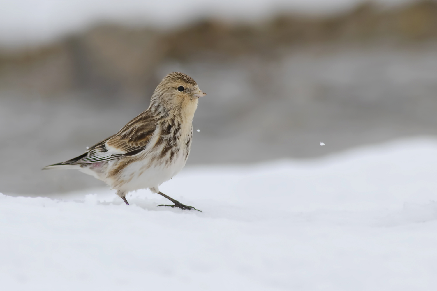Sarıgagalı ketenkuşu