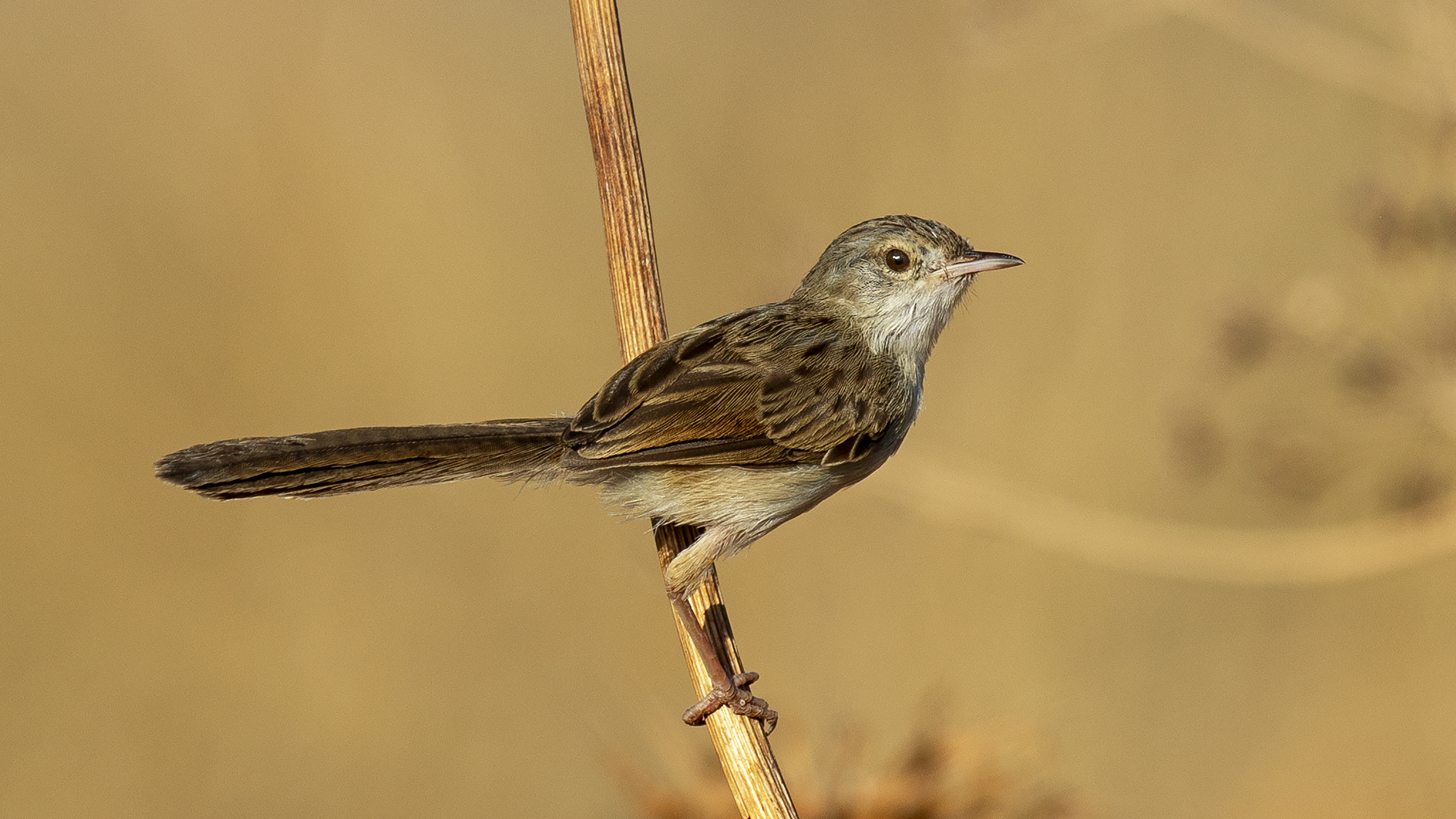 Dikkuyruklu ötleğen