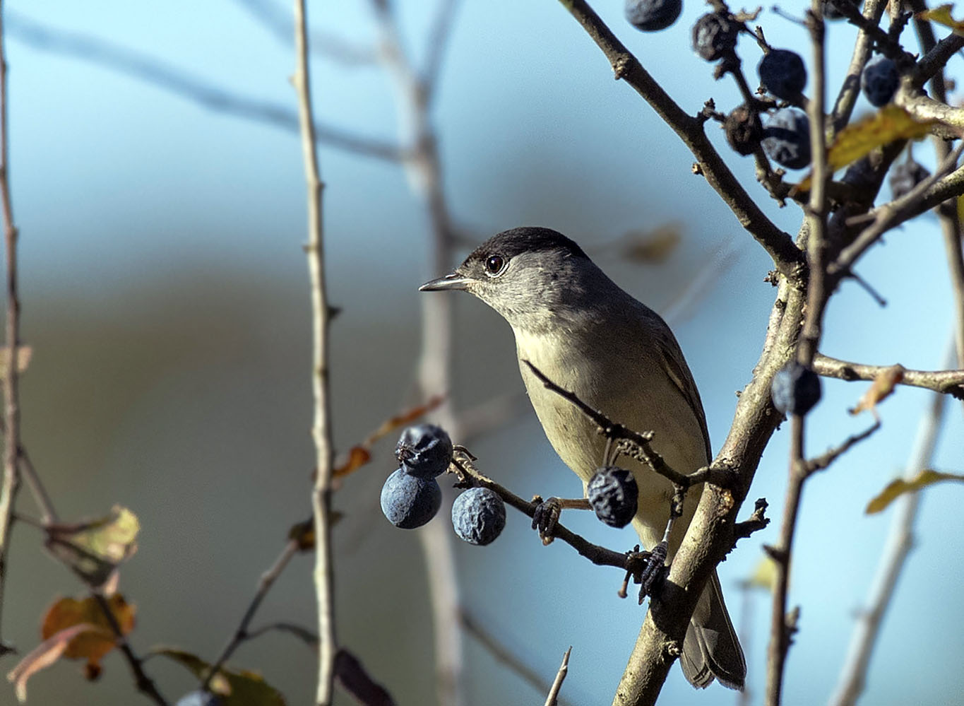 Karabaşlı ötleğen