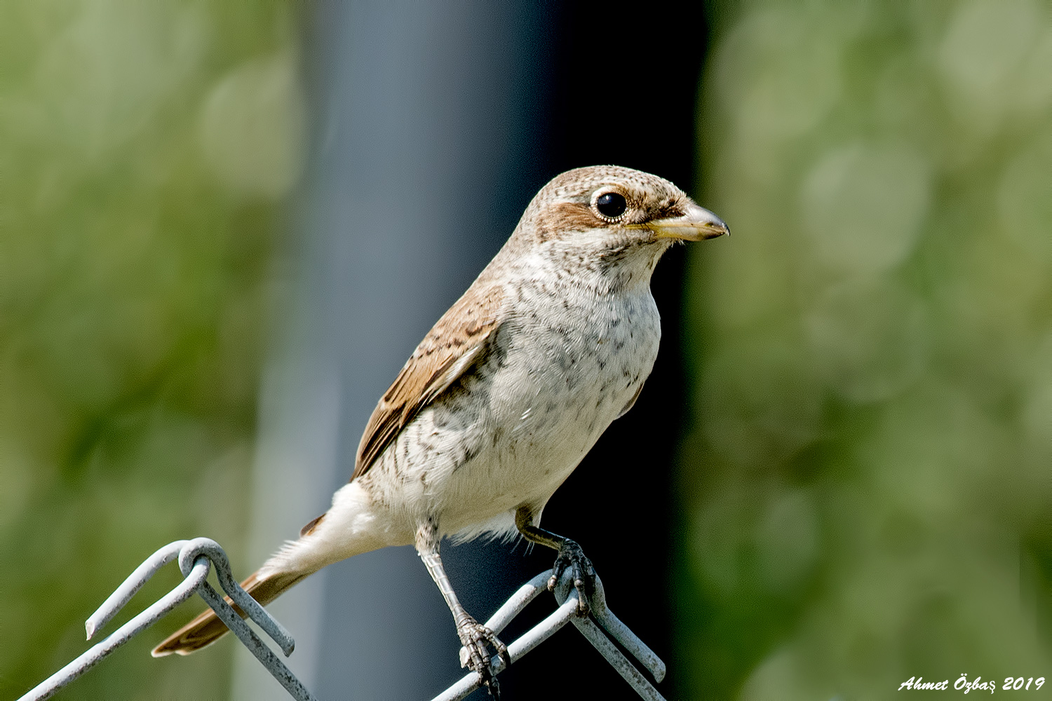 Büyük örümcekkuşu