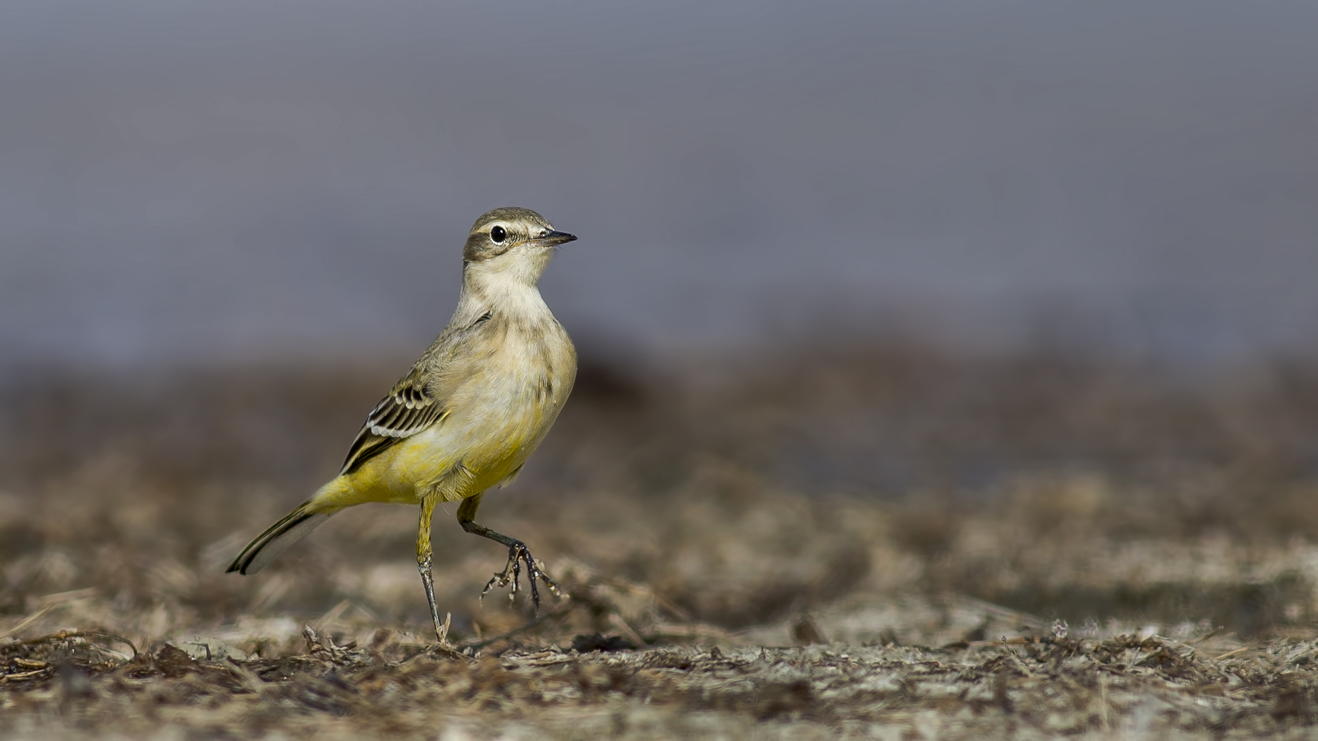 Sarı kuyruksallayan