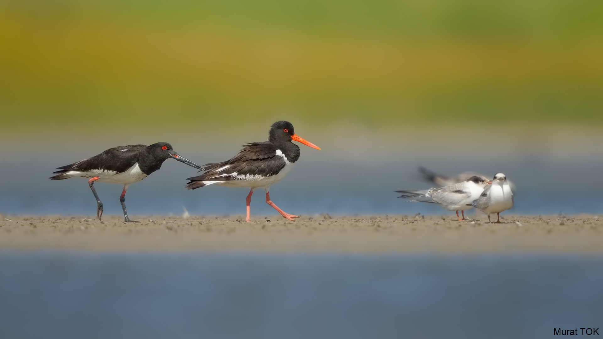 Poyrazkuşu » Eurasian Oystercatcher » Haematopus ostralegus
