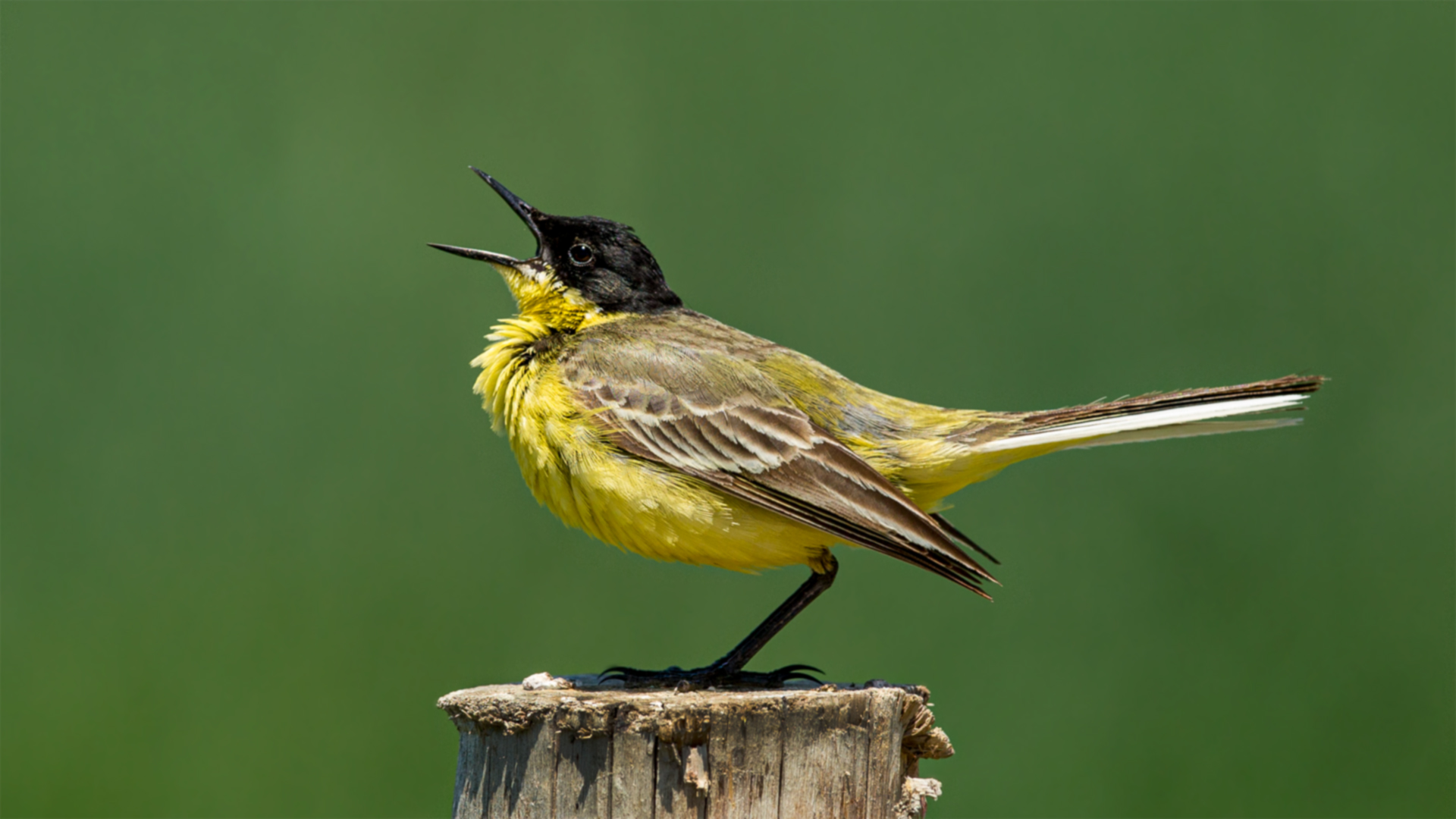 Sarı kuyruksallayan