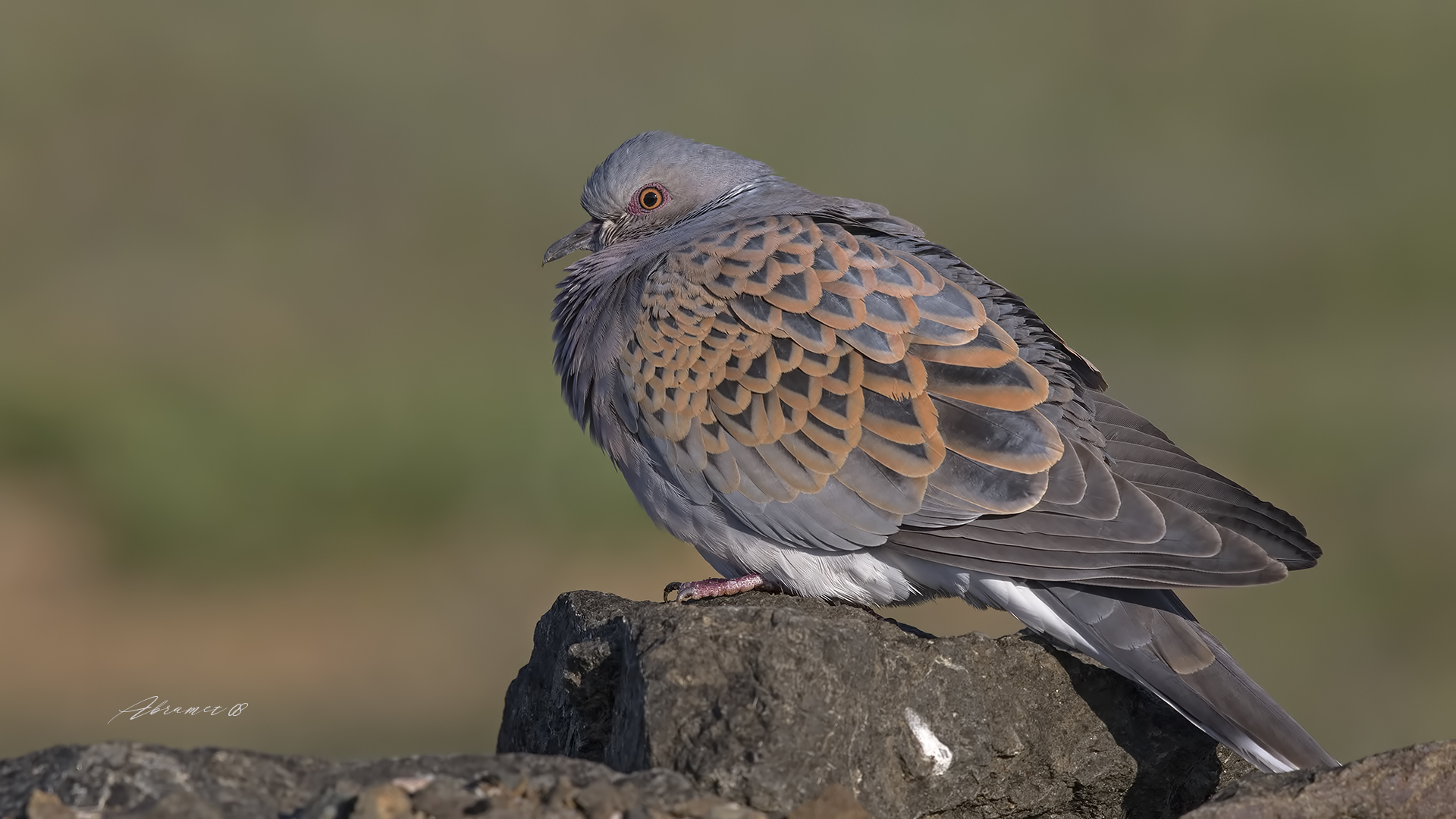 Üveyik » European Turtle Dove » Streptopelia turtur