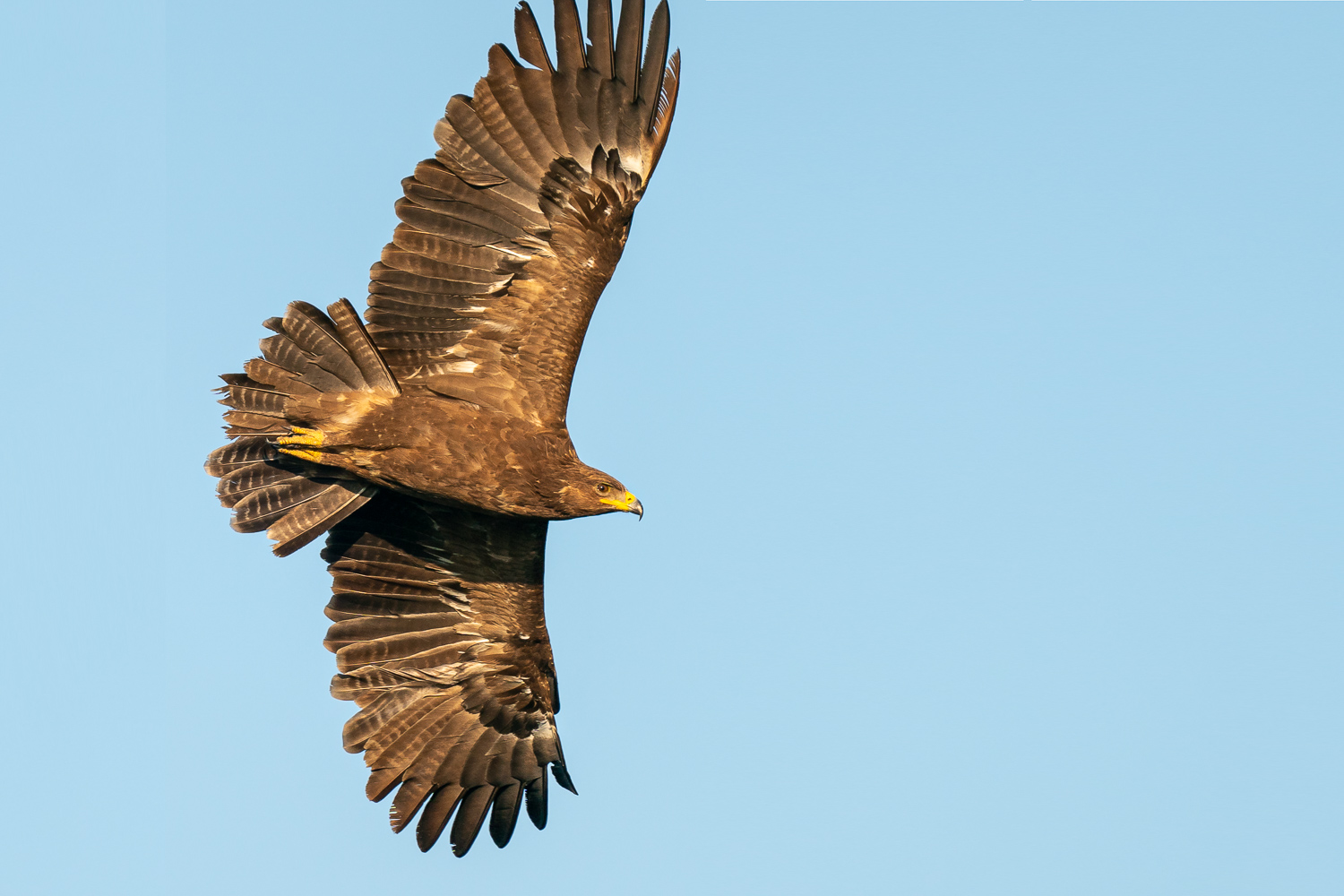 Küçük orman kartalı