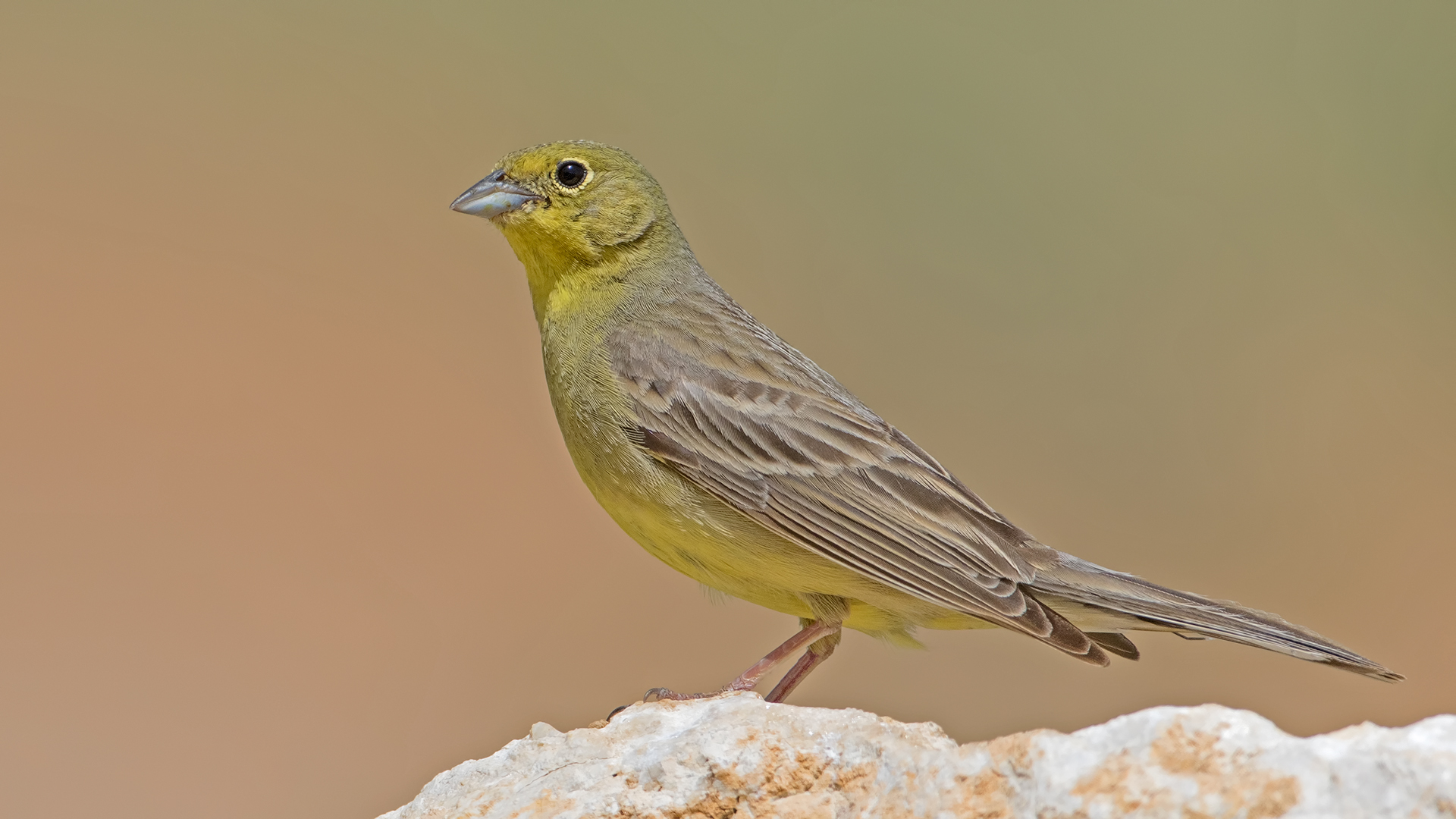 Boz kirazkuşu » Cinereous Bunting » Emberiza cineracea