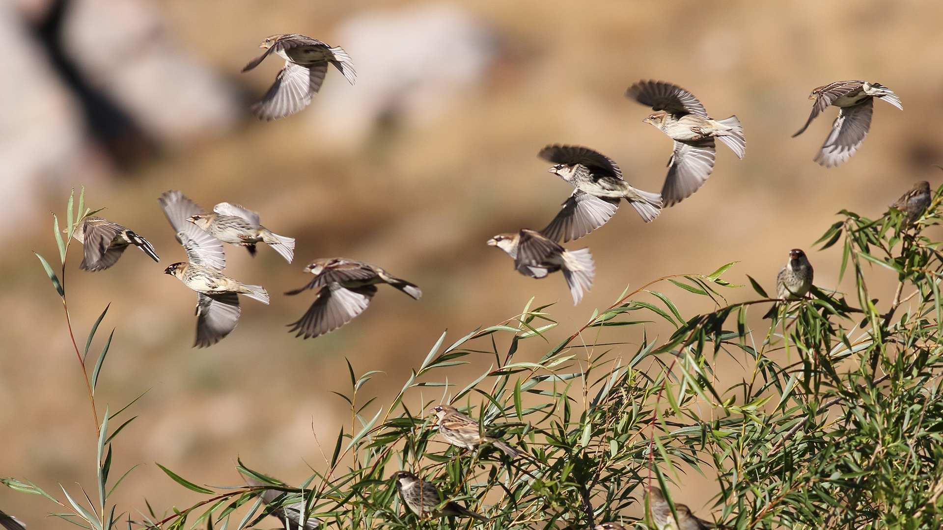 Söğüt serçesi » Spanish Sparrow » Passer hispaniolensis