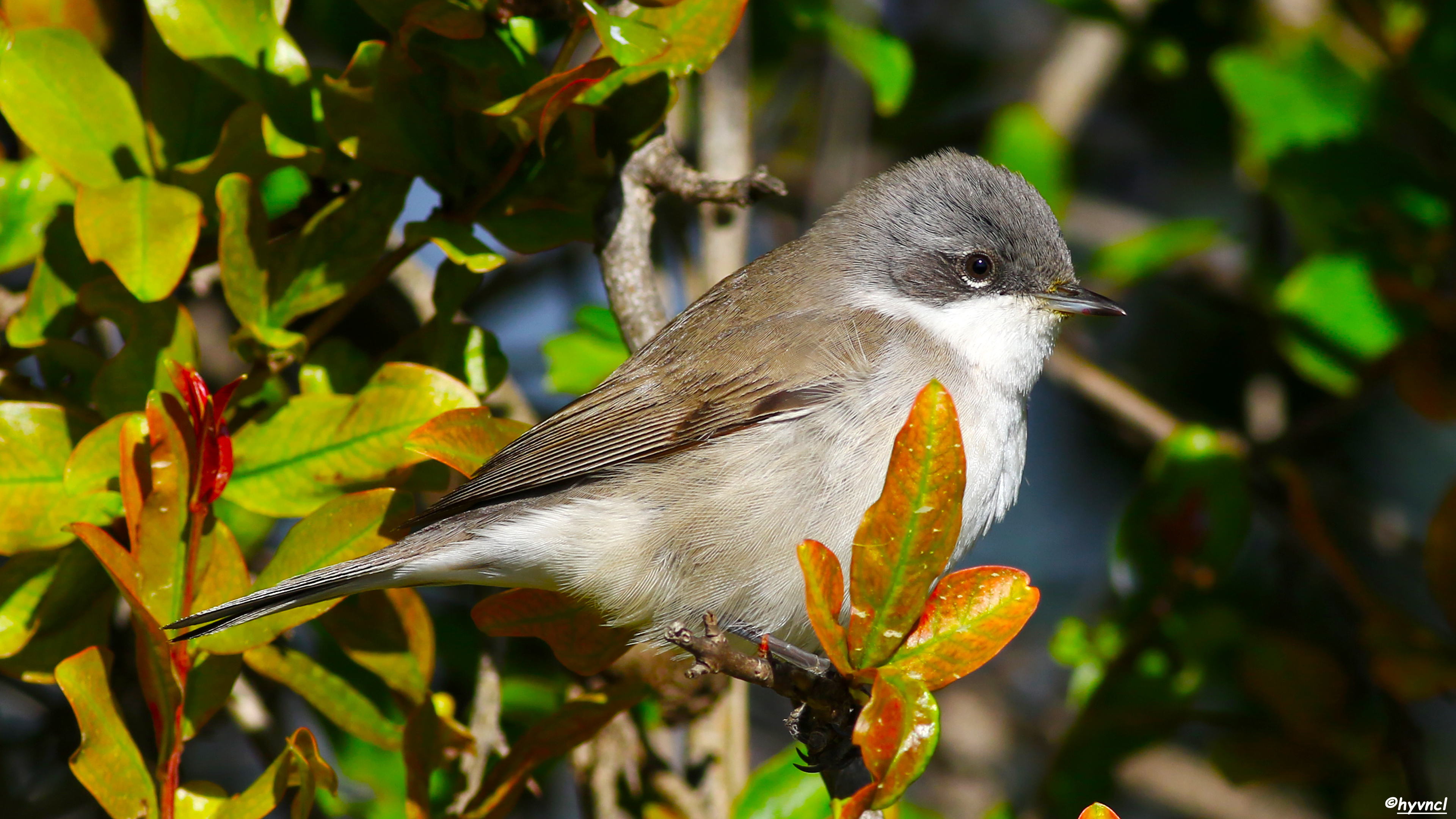 Küçük akgerdanlı ötleğen