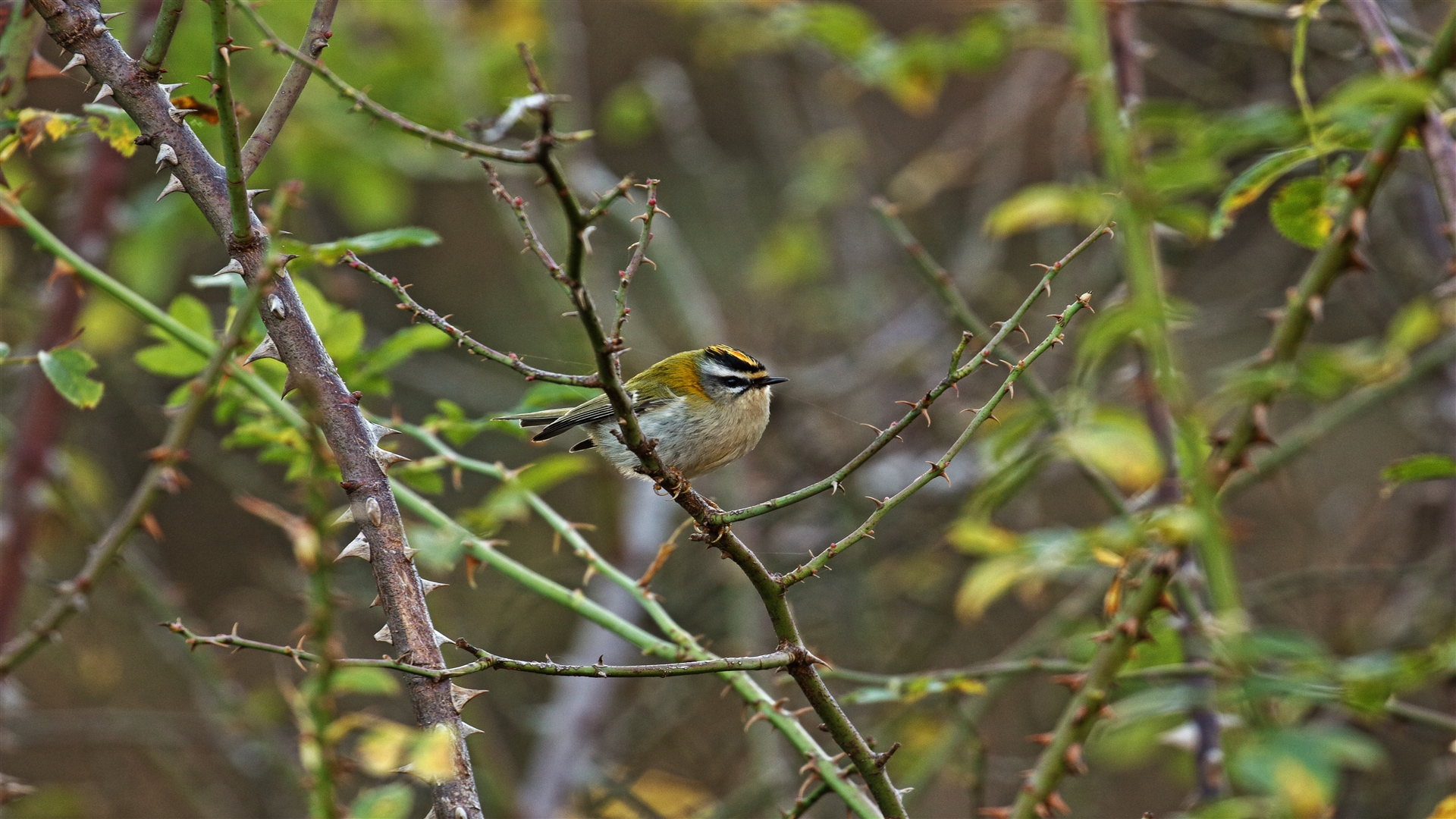 Sürmeli çalıkuşu