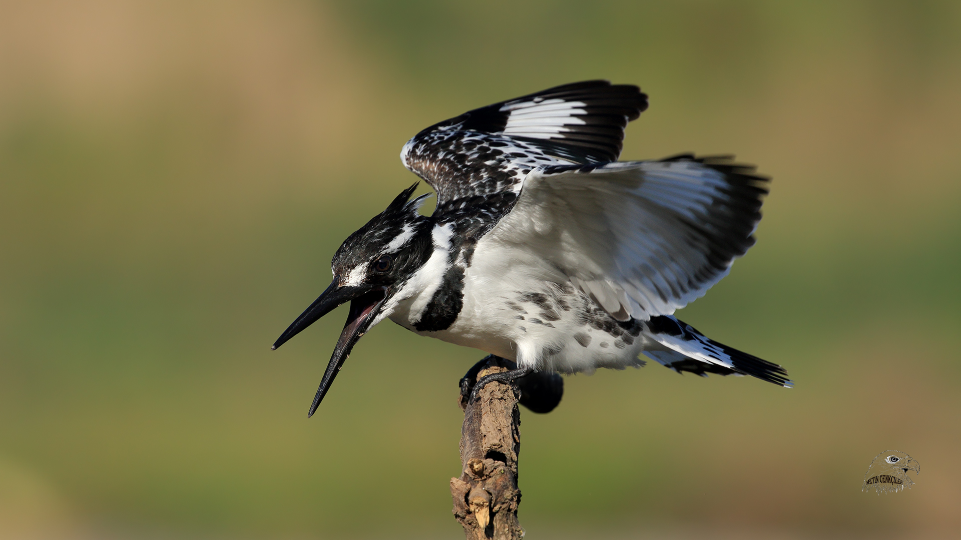 Alaca yalıçapkını