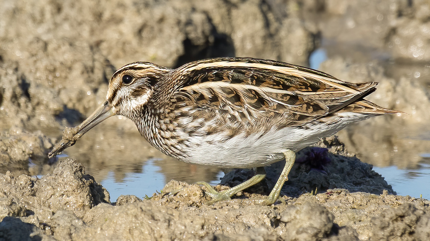 Küçük suçulluğu