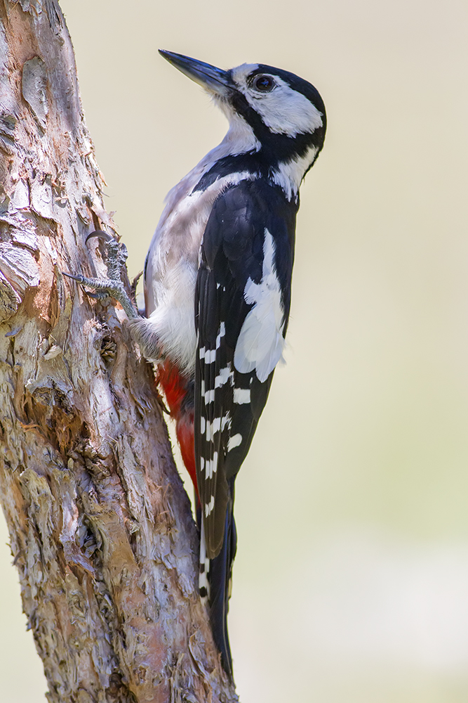 Orman alaca ağaçkakanı