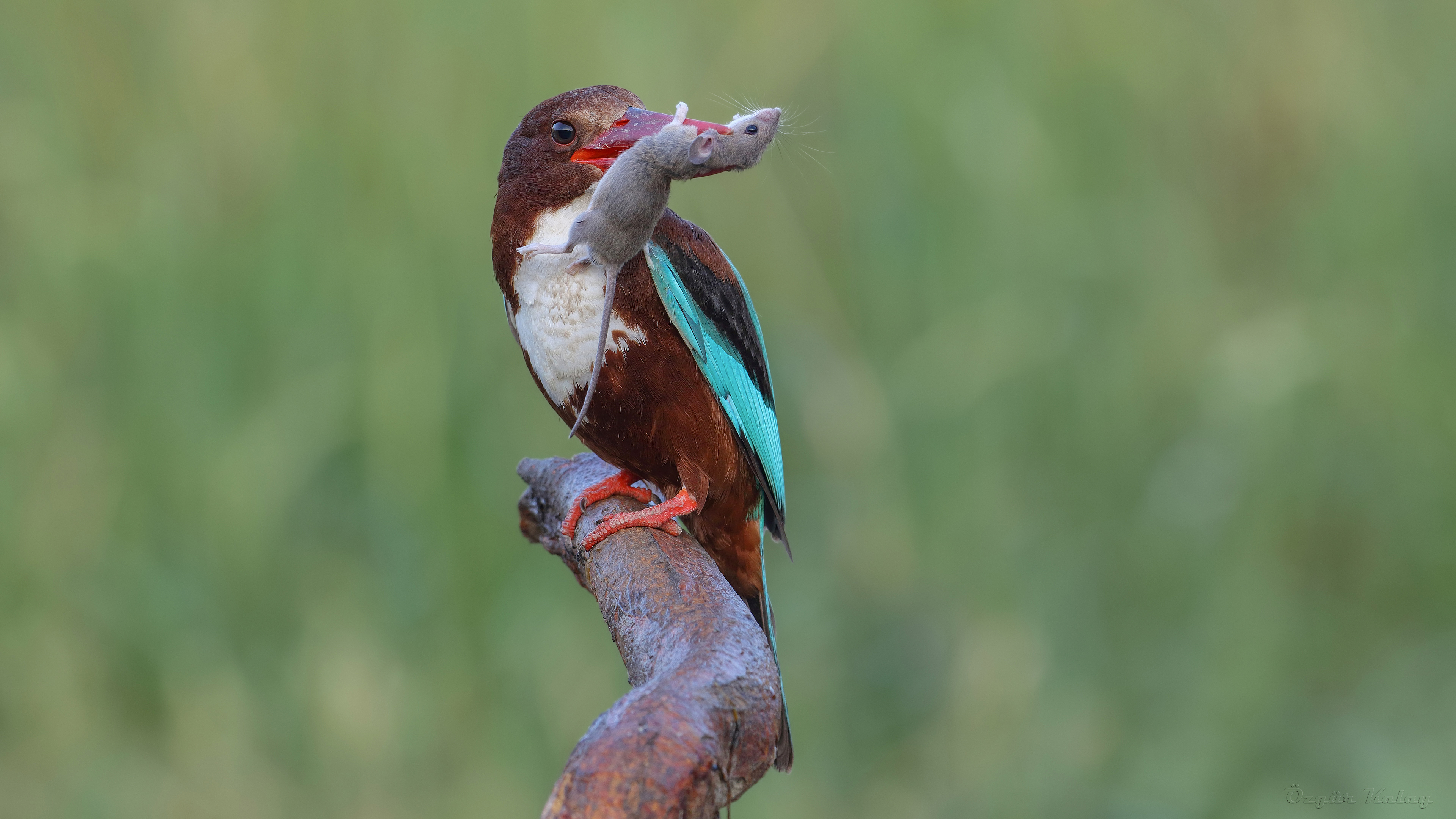 İzmir yalıçapkını
