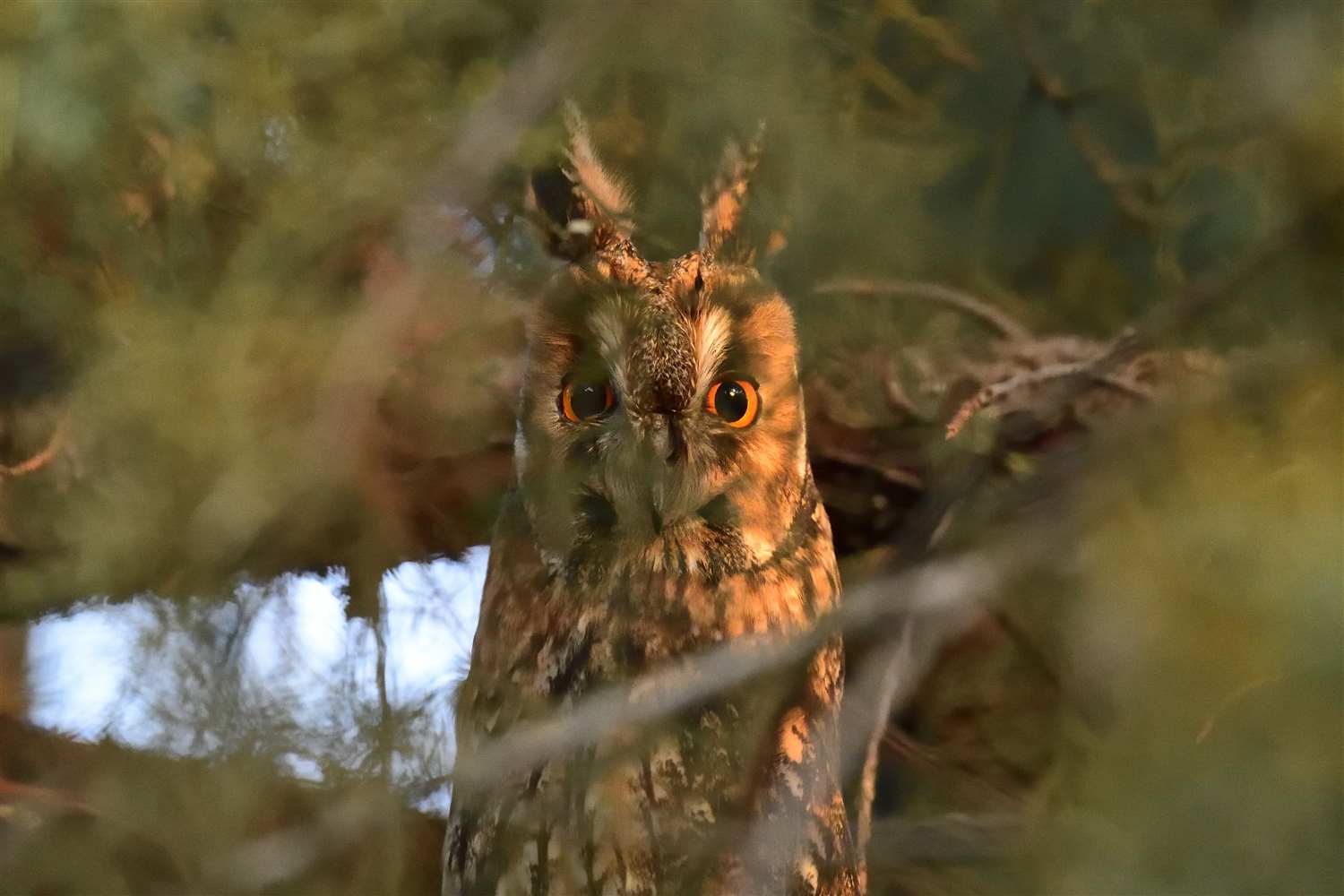 Kulaklı orman baykuşu