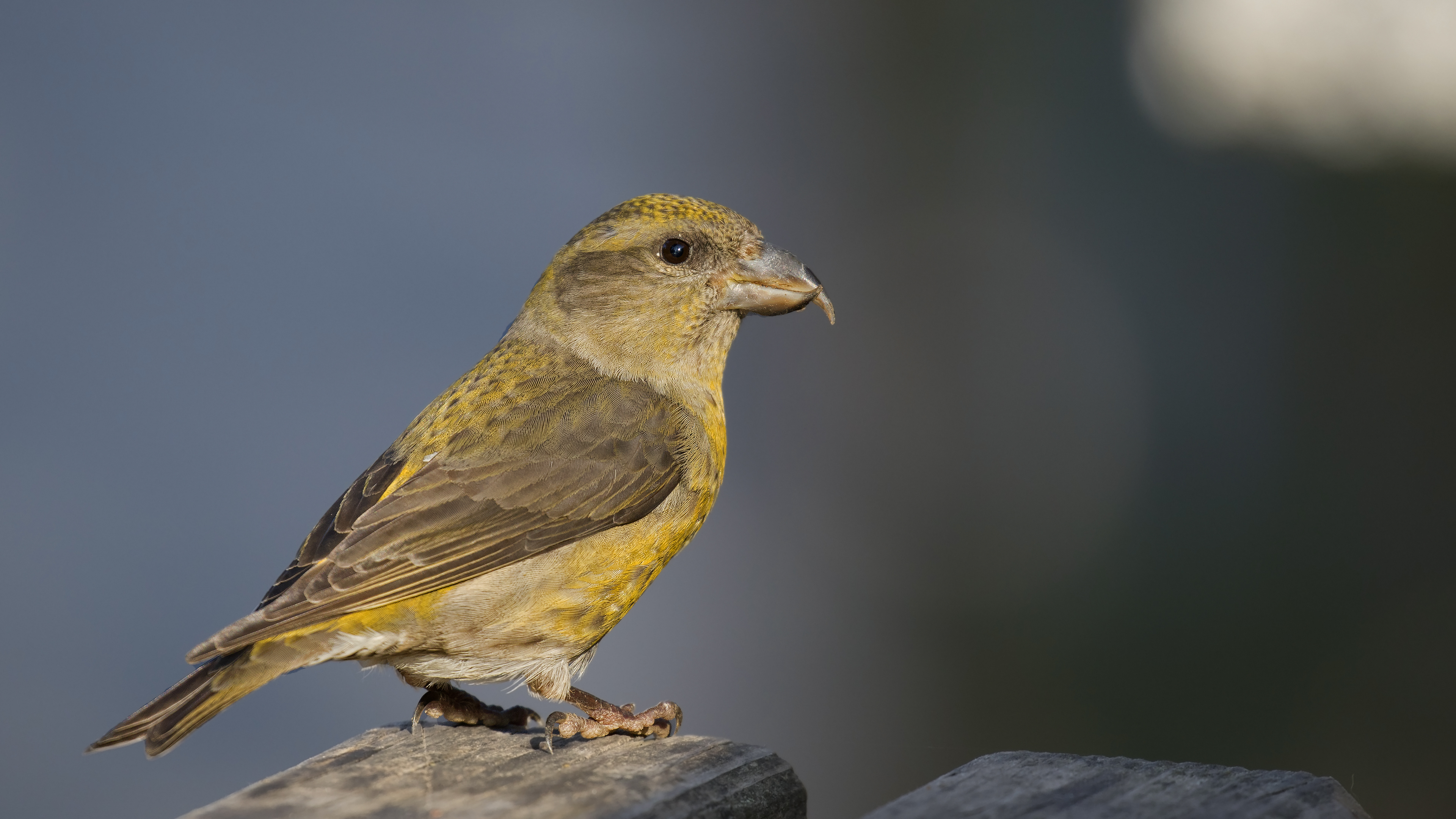 Çaprazgaga » Red Crossbill » Loxia curvirostra