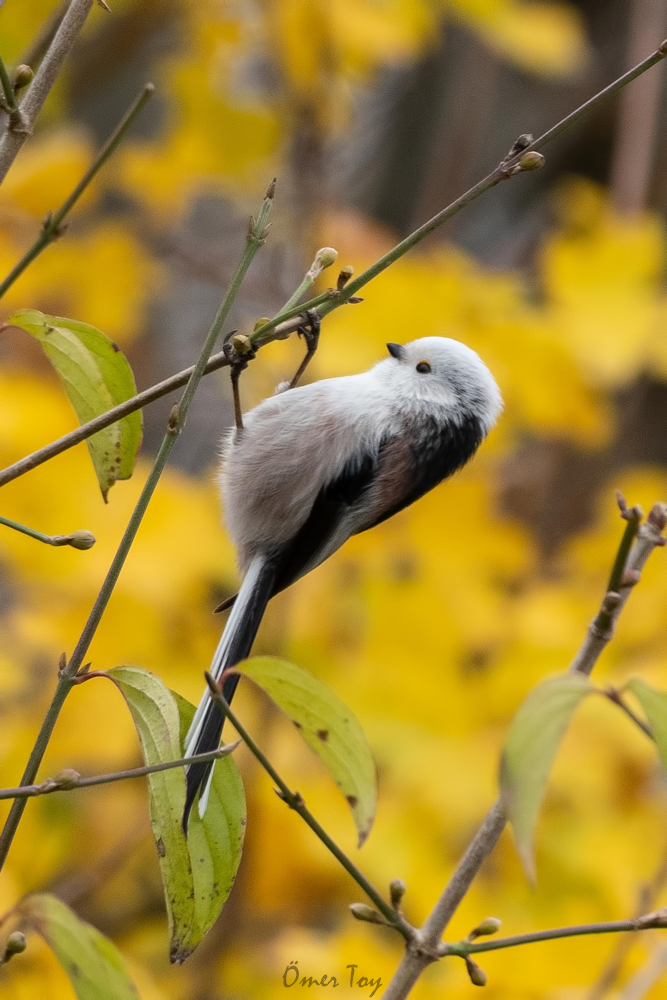 Uzunkuyruklu baştankara